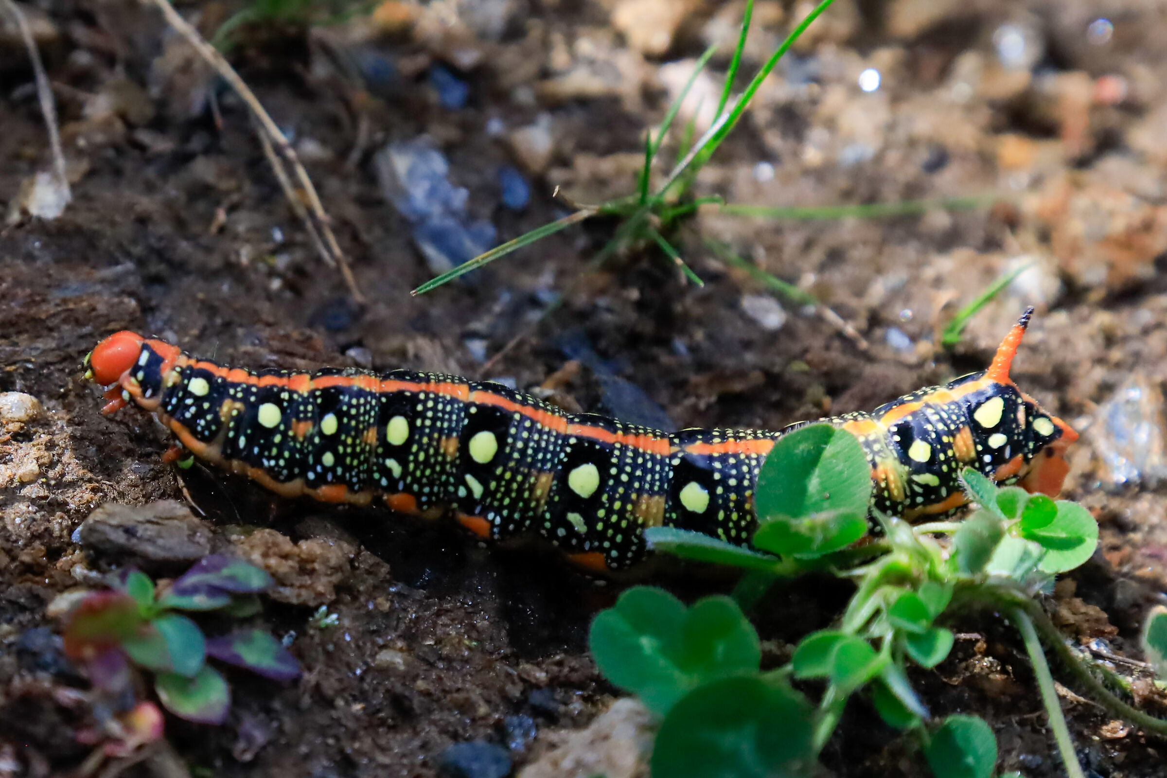 La sfinge dell'euforbia