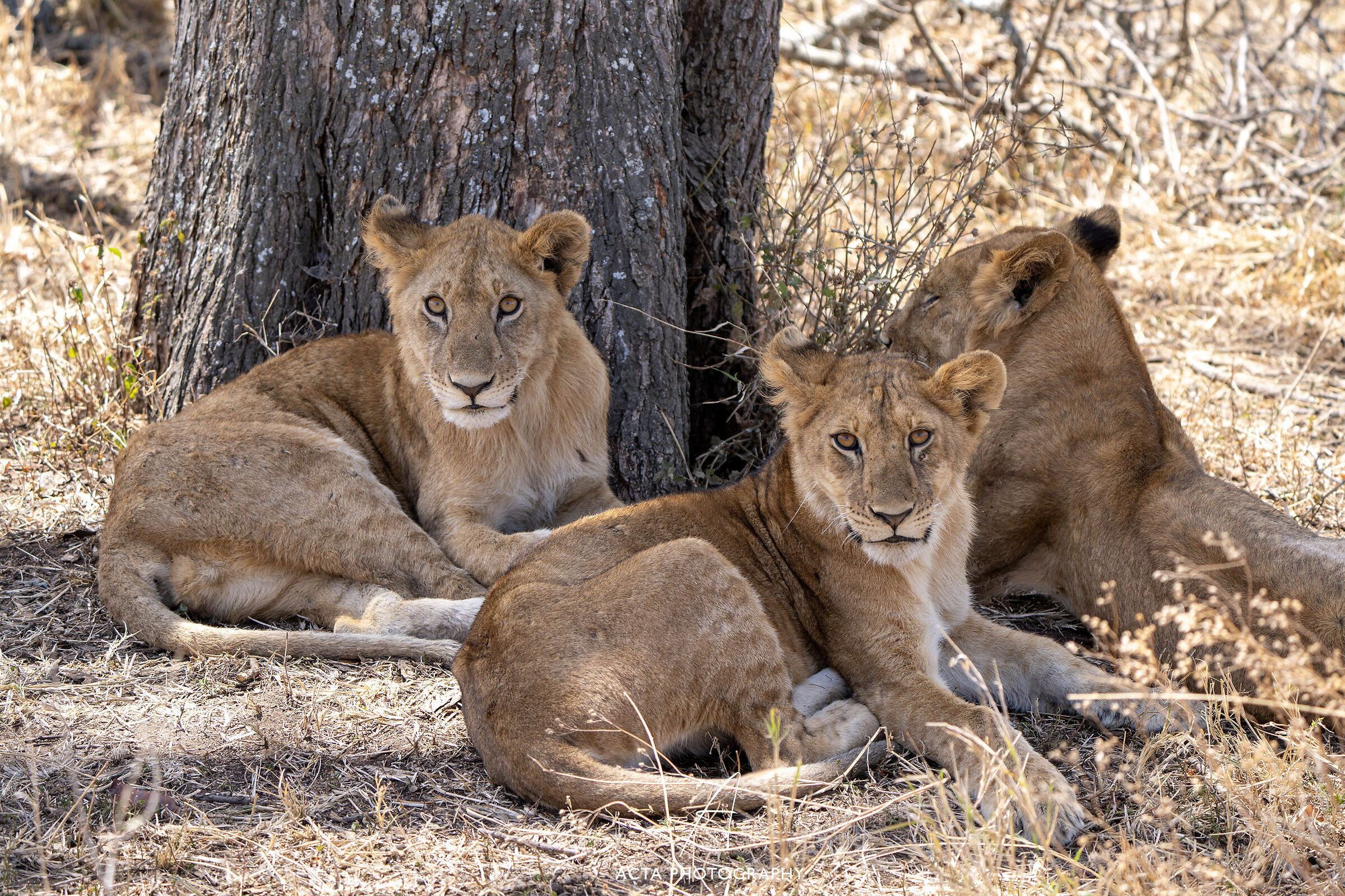 The Three Young Lions