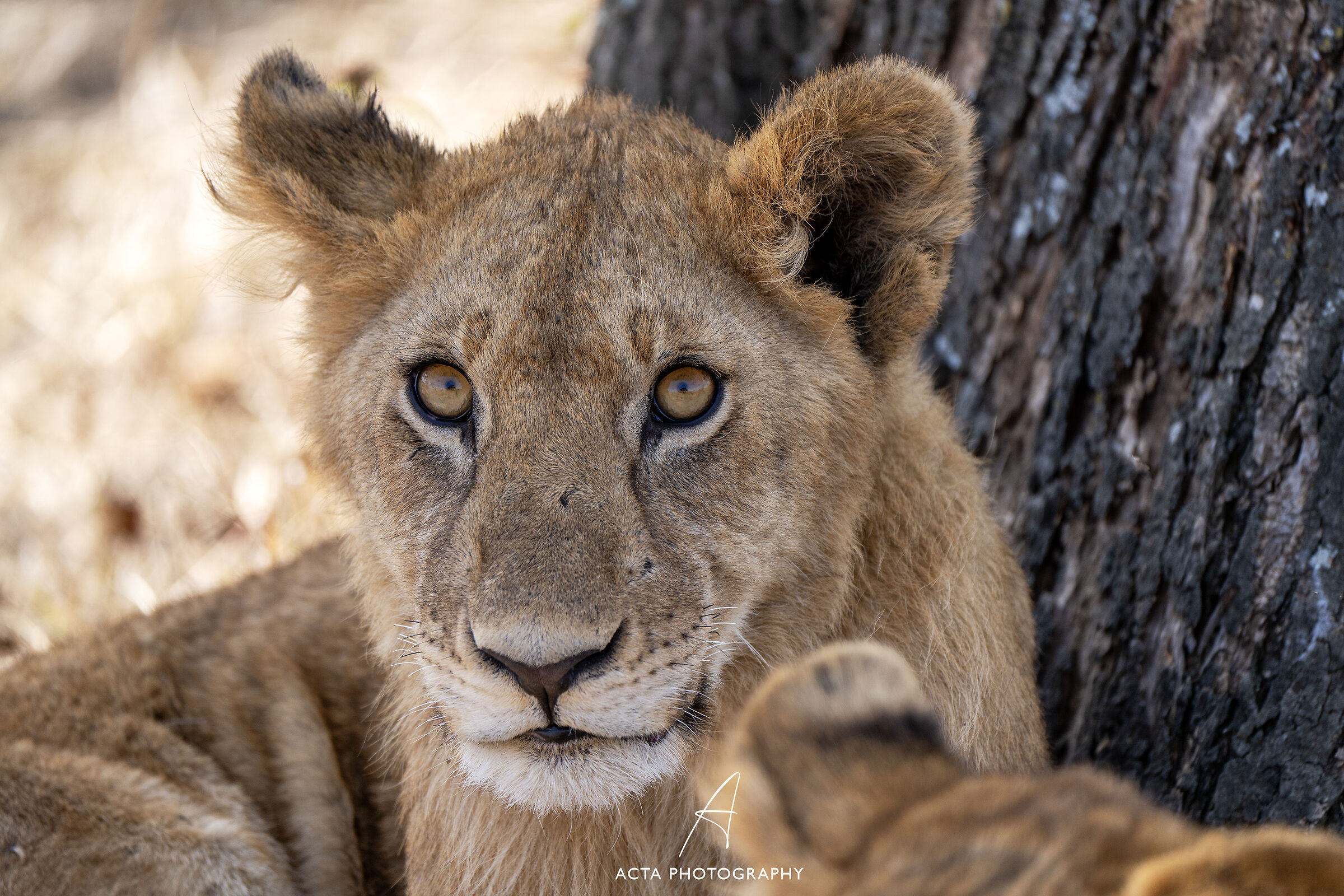 The look of the young lion