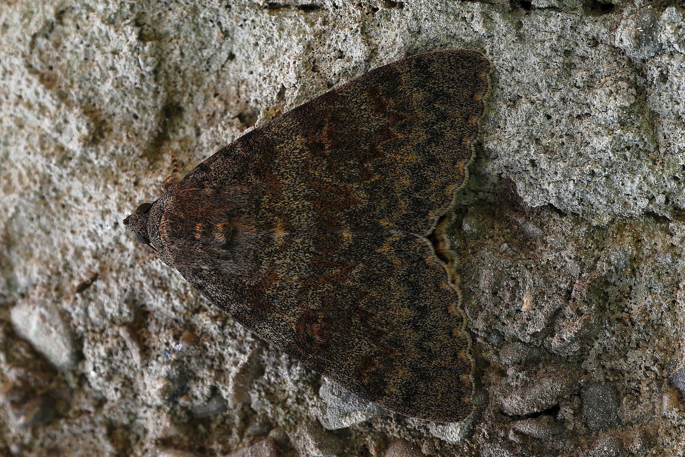 Catocala nupta