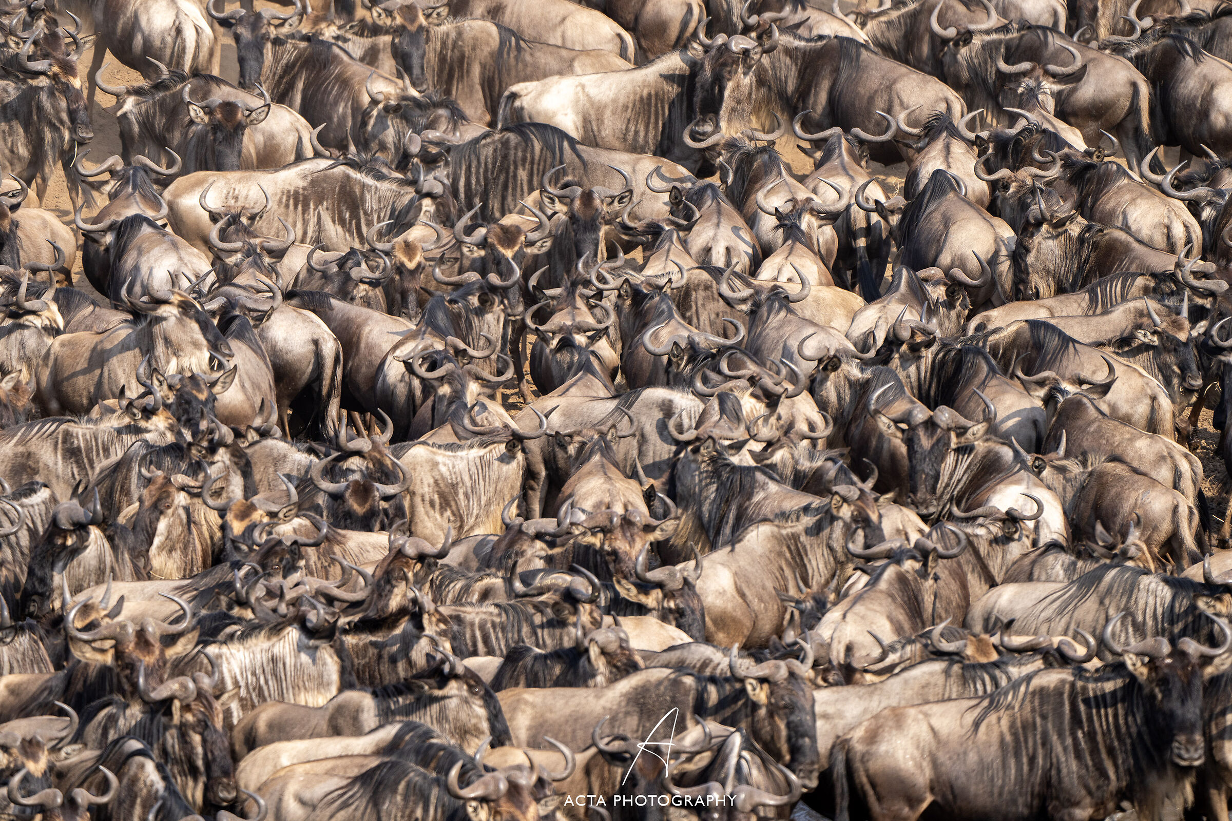 The wildebeests on the Mara River
