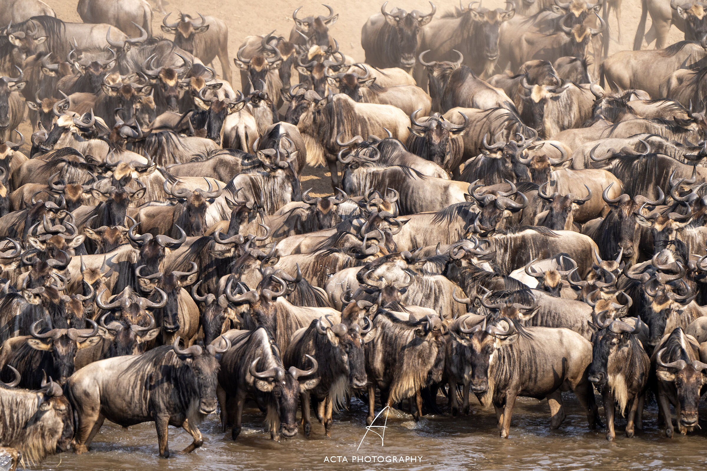 Wildebeests on the banks of the Mara River