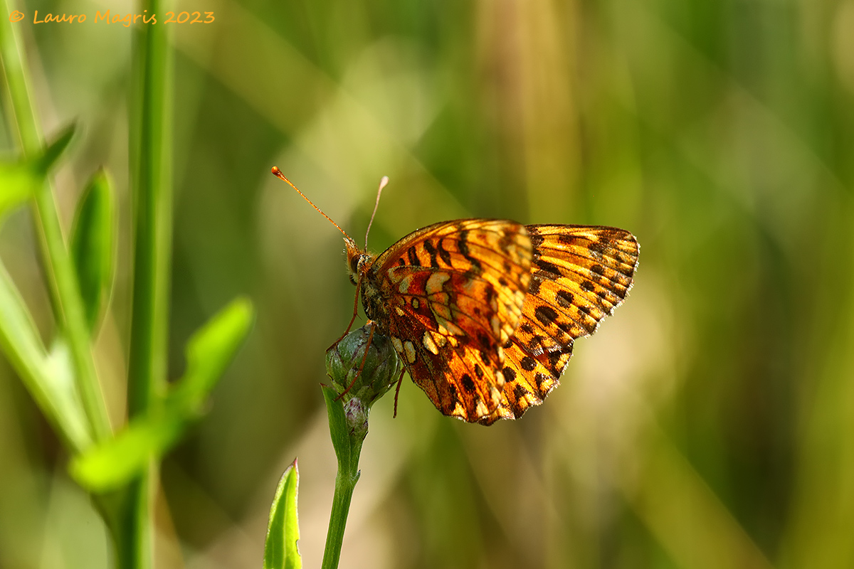 Boloria Titania ambientata