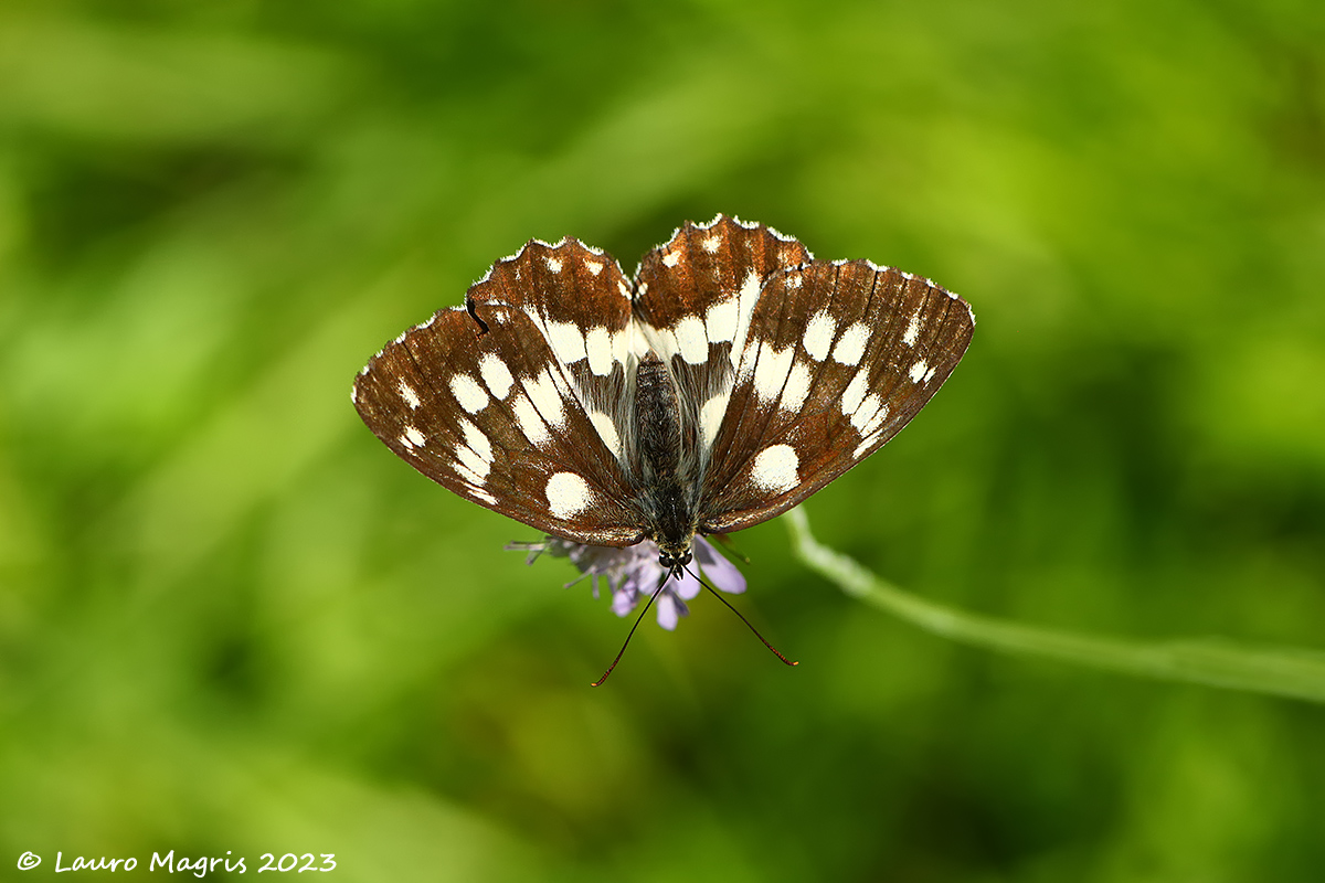 Melanargia galathea