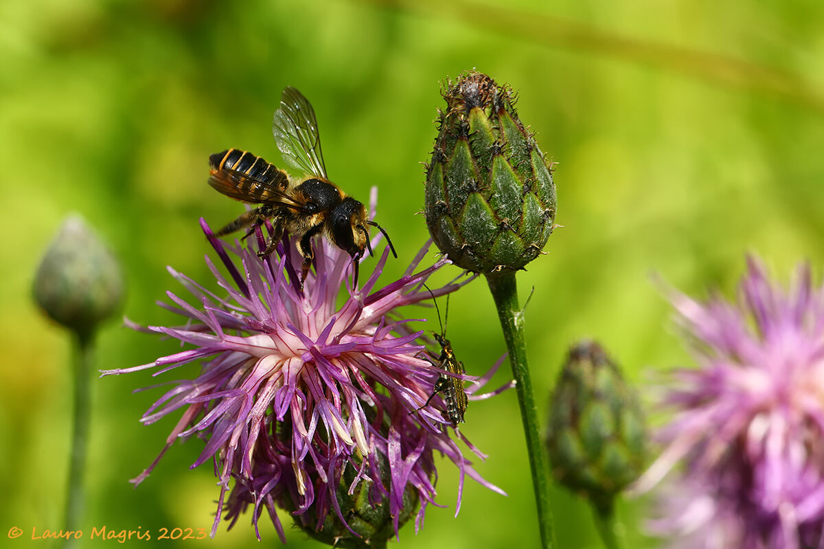 Ape tagliafoglia + Megachile melanopyga