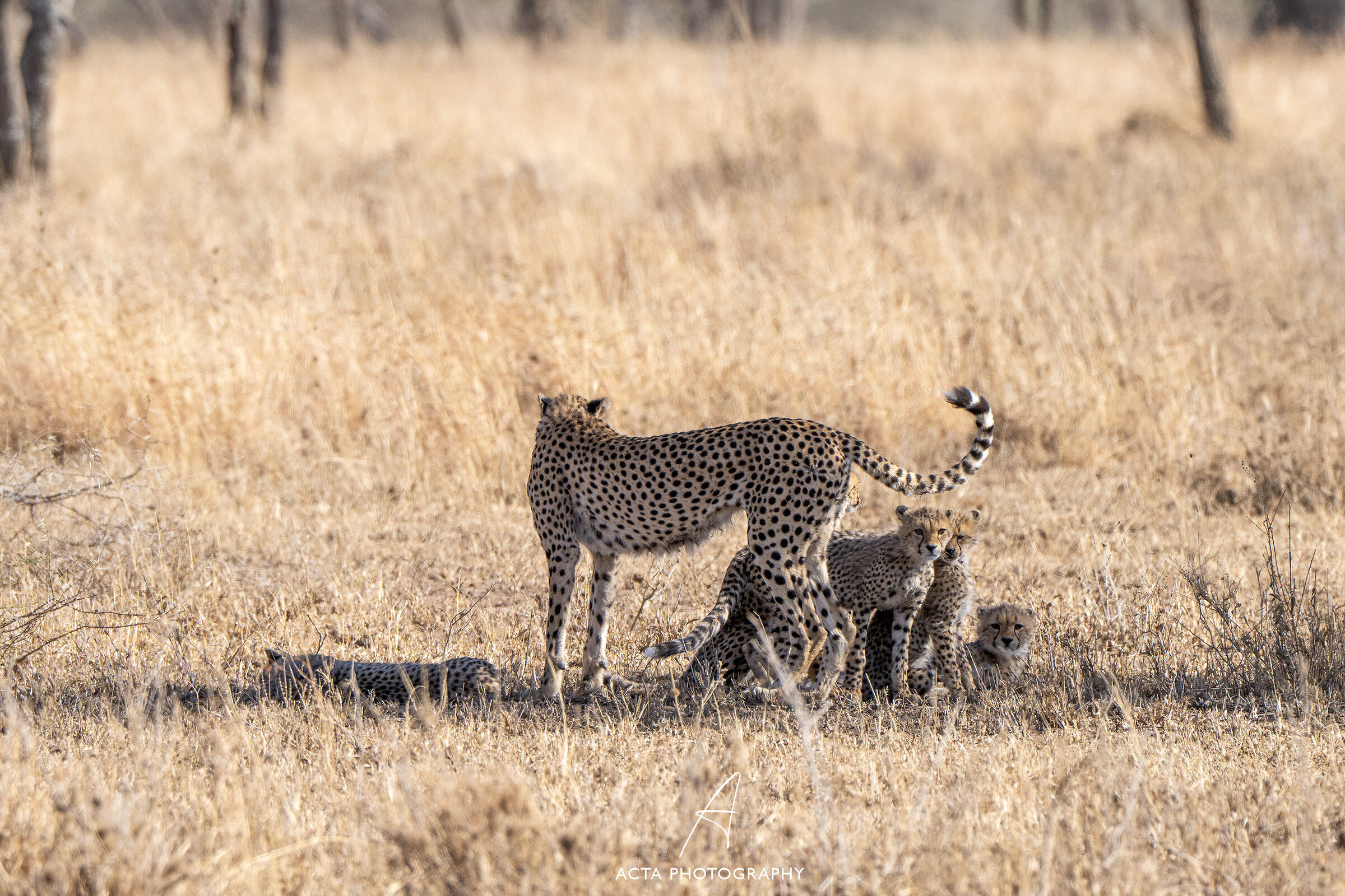 Mother cheetah and her young