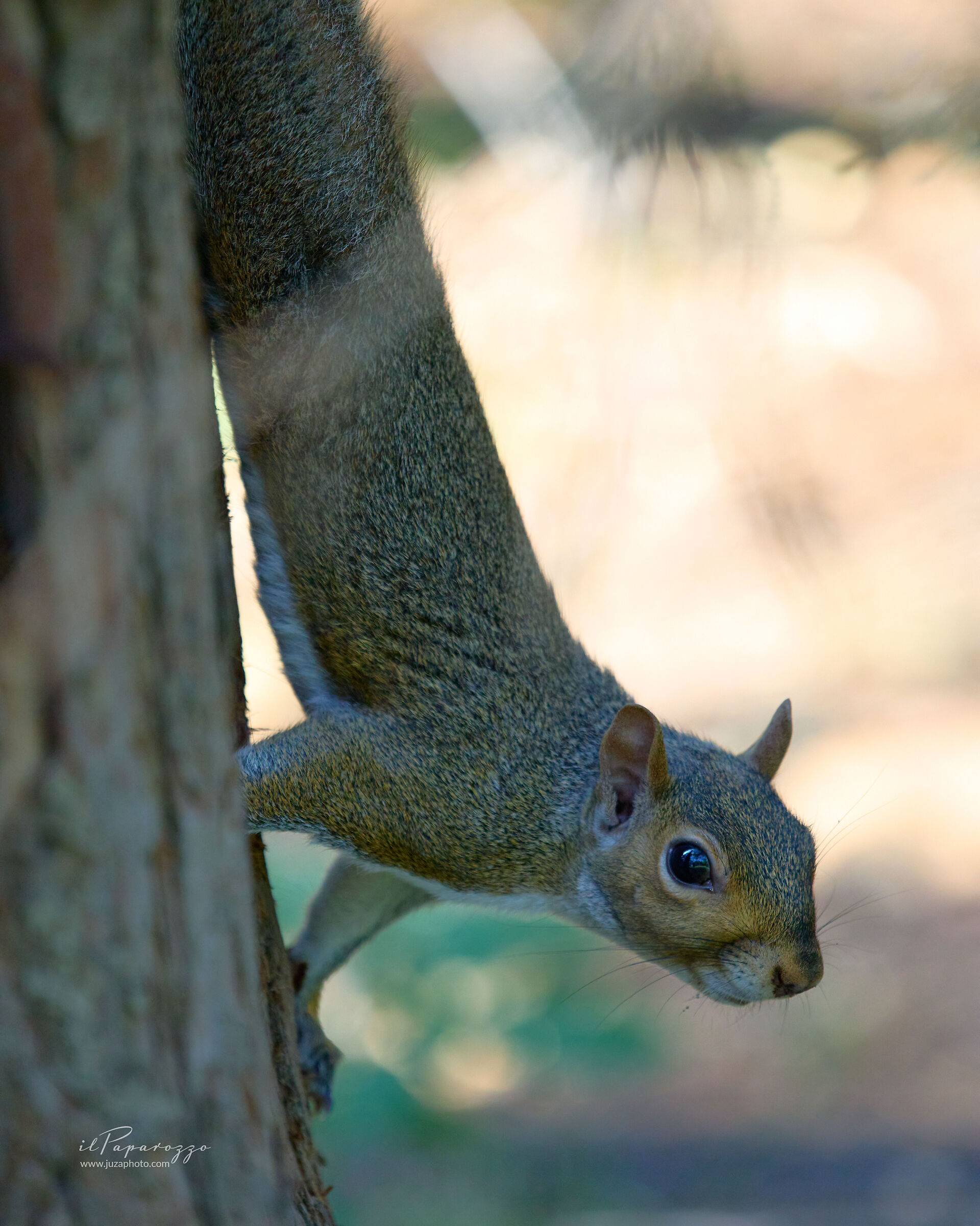 Scoiattolo Grigio