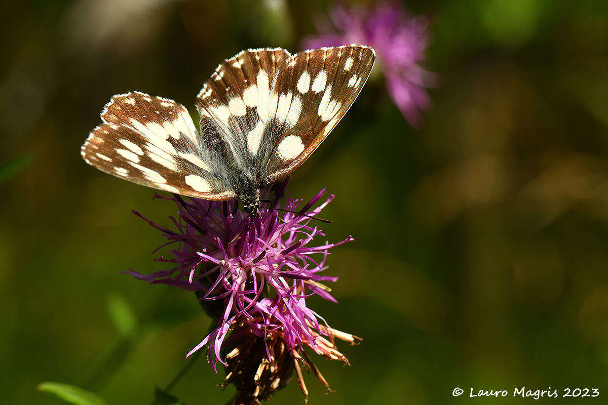 Melanargia galathea