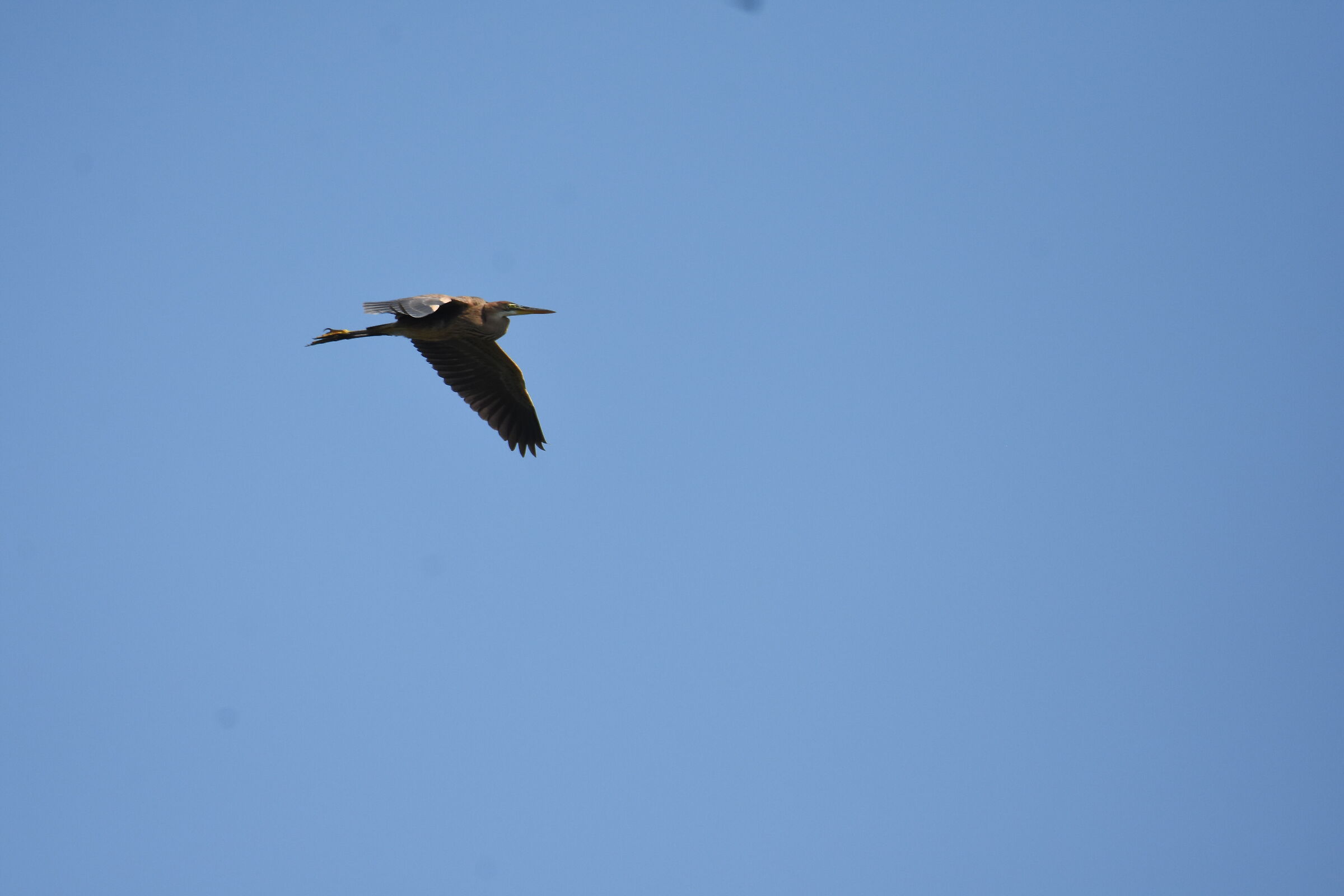 Purple heron