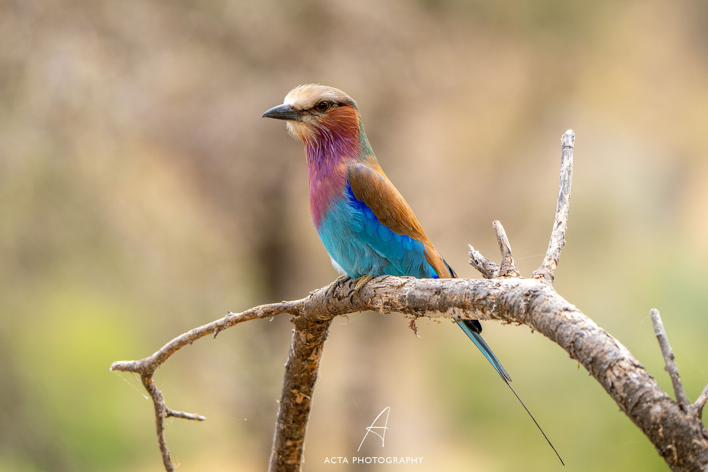 Lilac-breasted jay