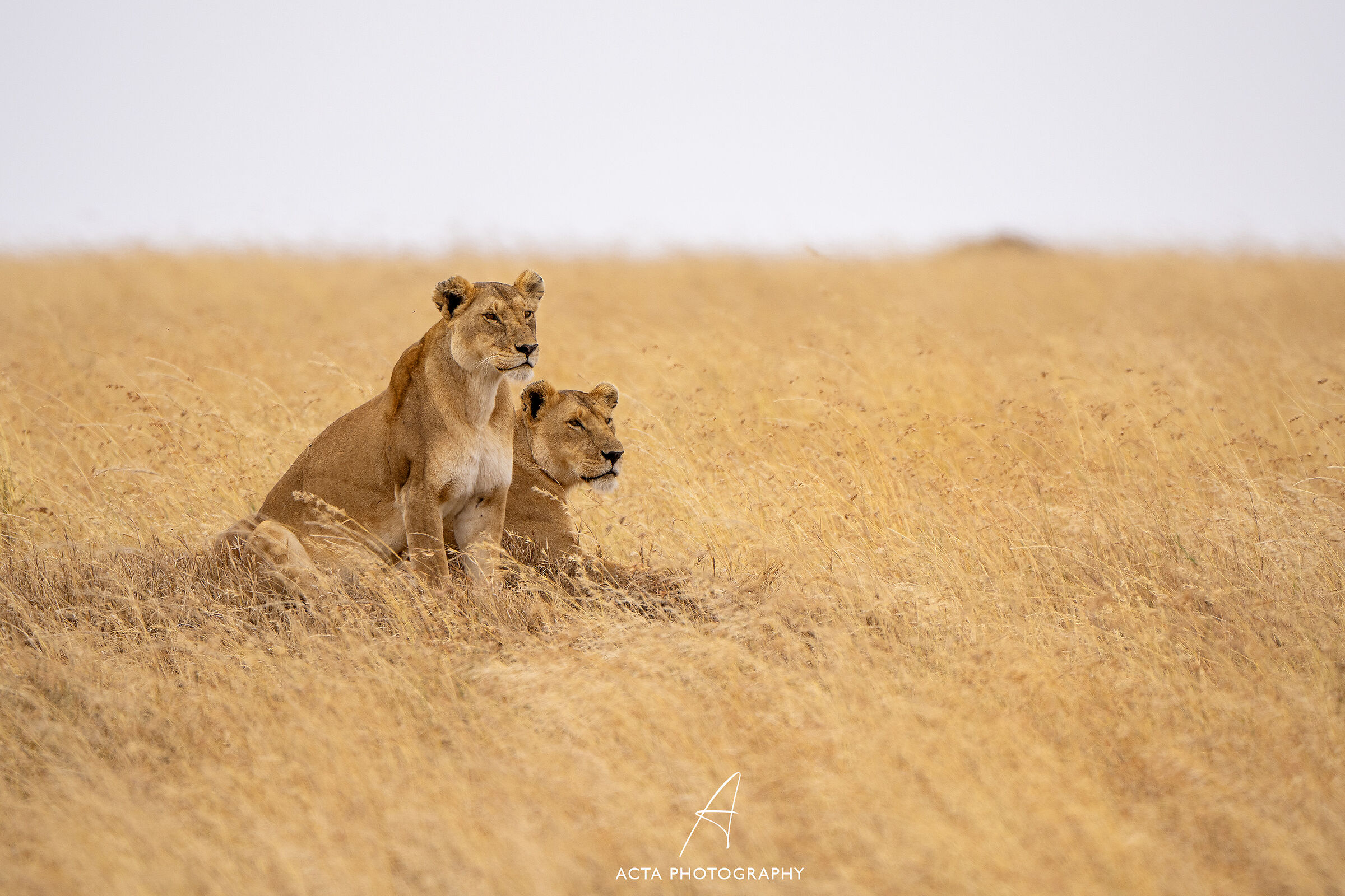The lionesses of the Serengeti