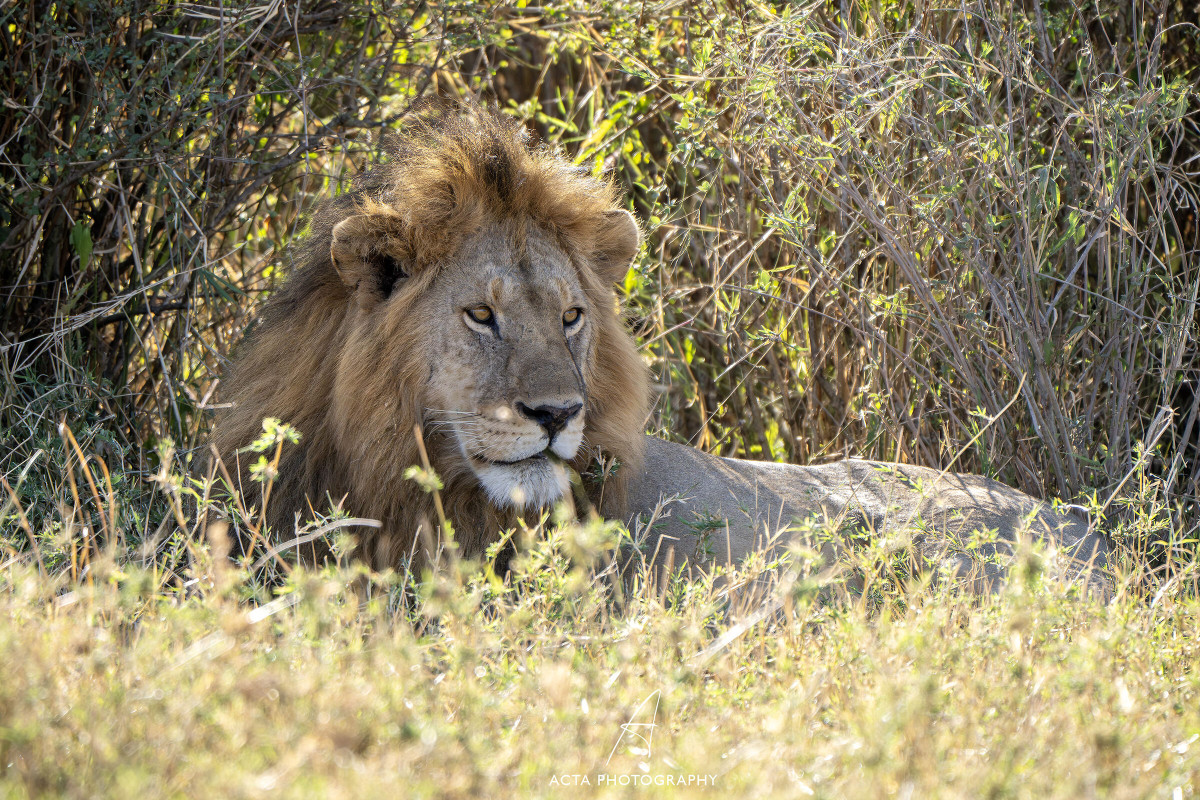 Young lion