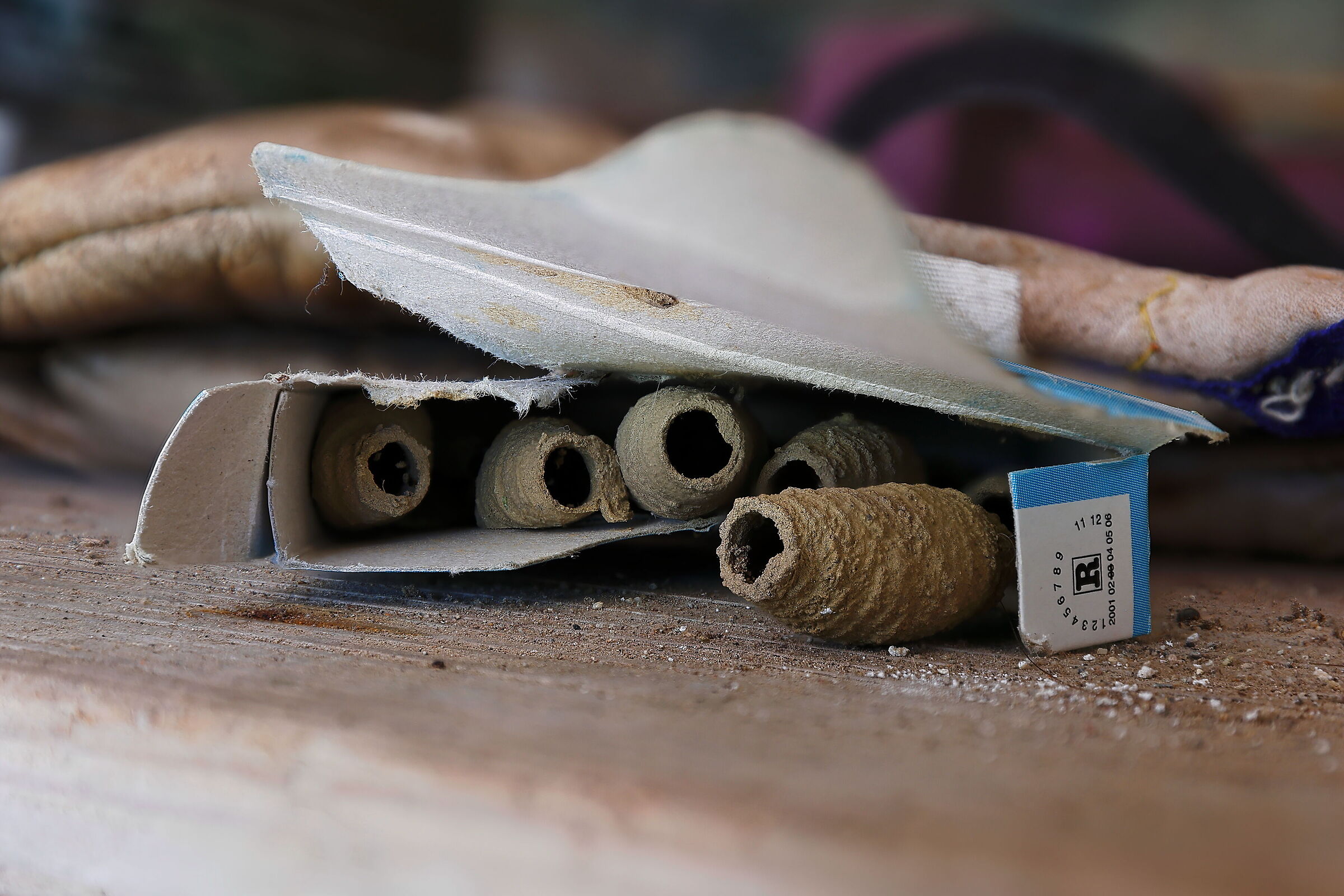 Fantastiche vespe vasaio! Sfruttano tutto per i nidi