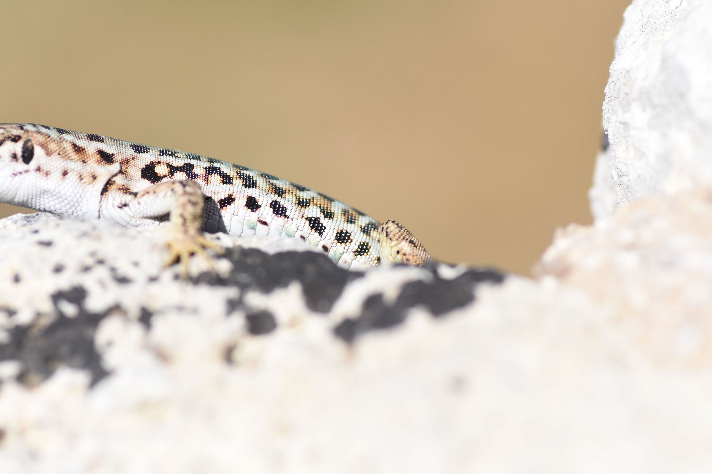 "1/8 Mila", Tokina Atx-i 100 F. 2.8 Macro- Nikon D 7200