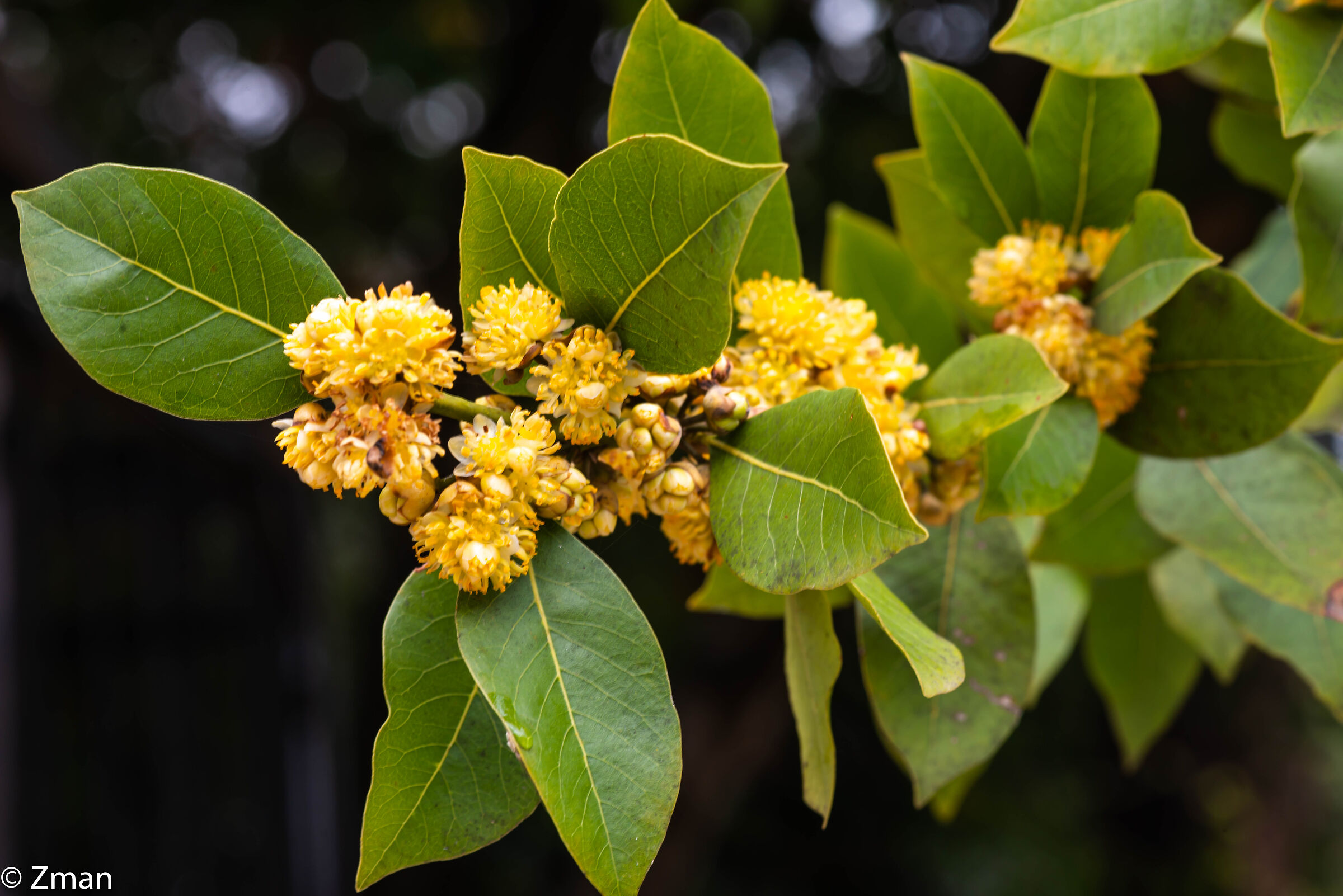 Bay Leaves and Flowers