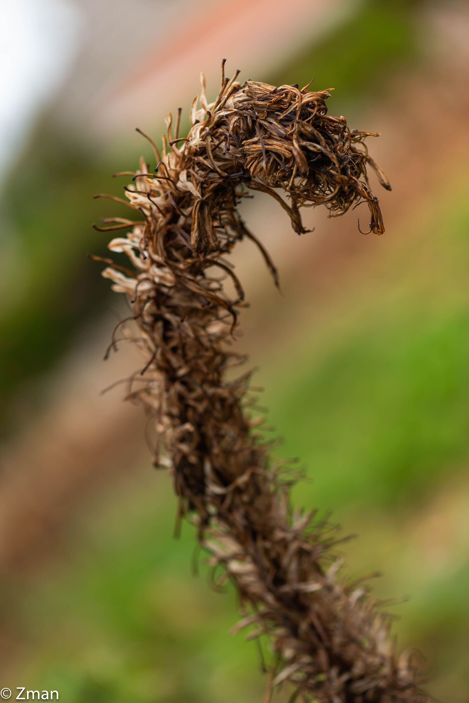 Weathered Auvera Flower