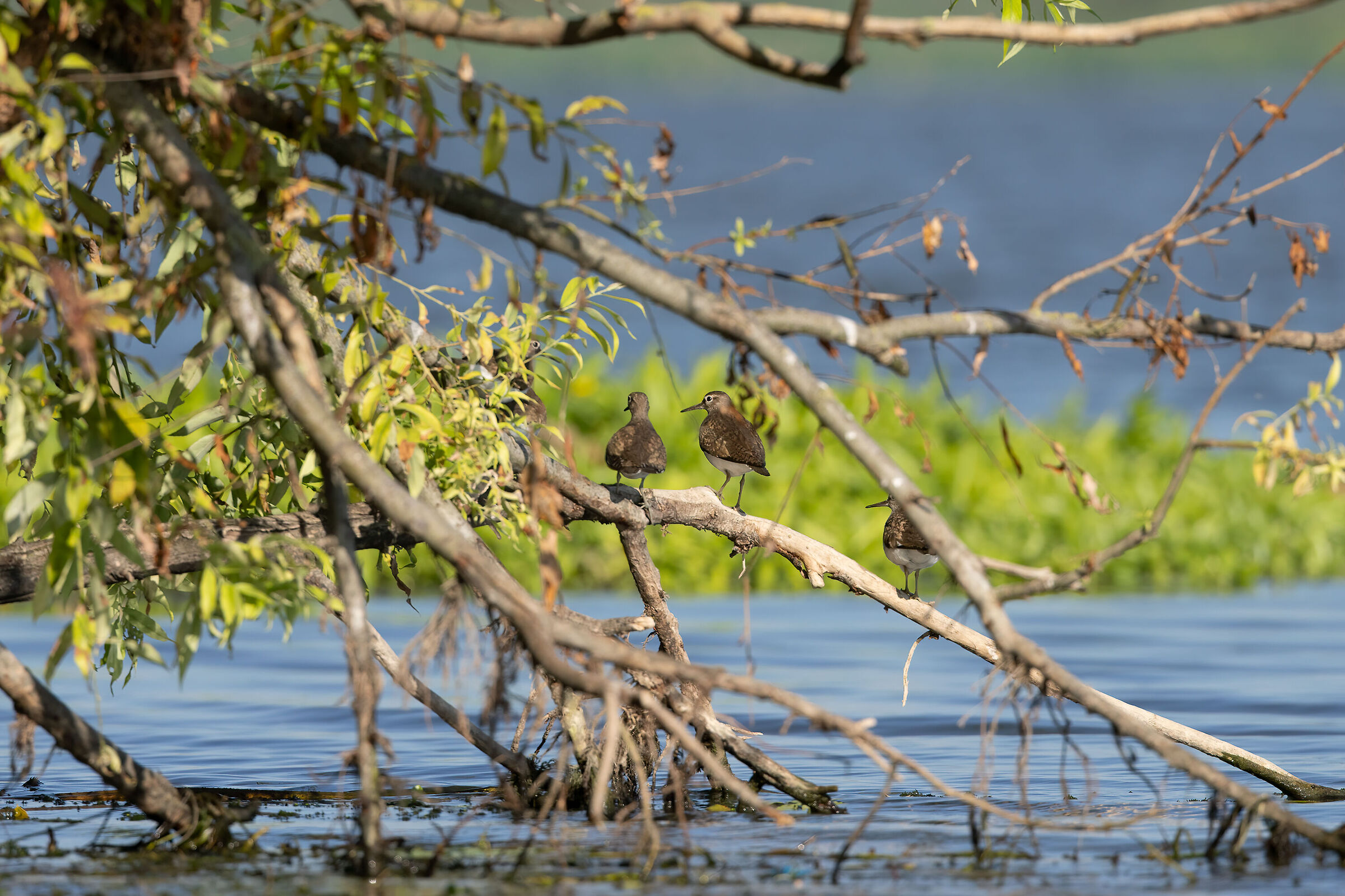 Alcuni Piro piro ambientati