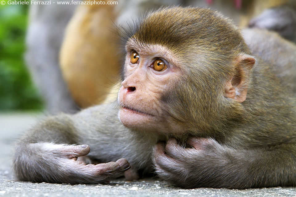 Kathmandu monkey