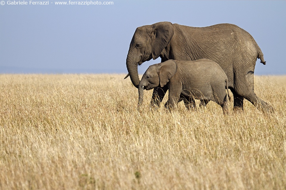 Mara elephants