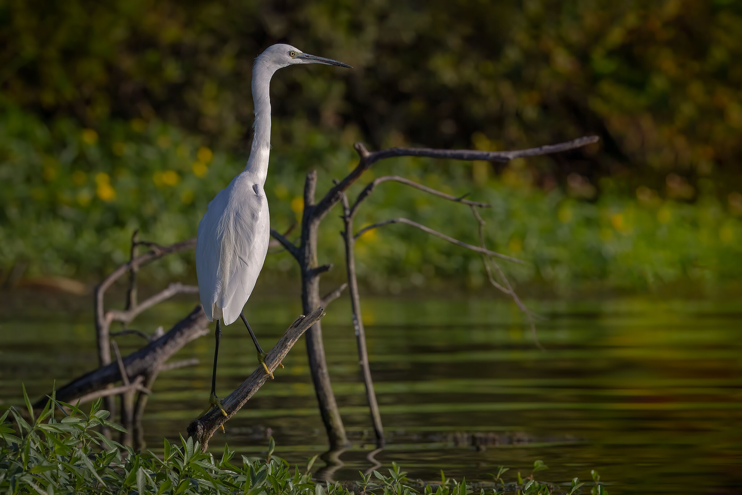 Garzetta alle prime luci
