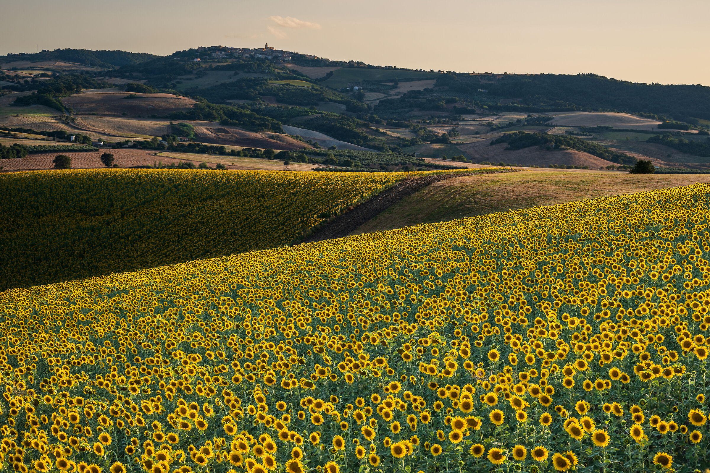 Sunflowers in molise 1
