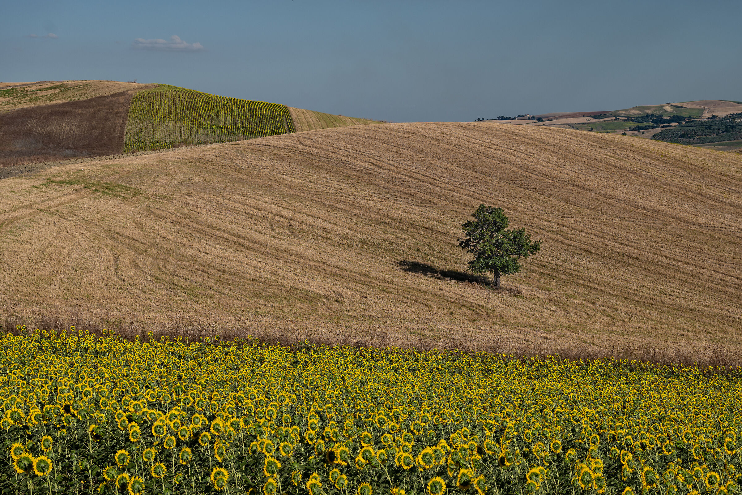 Sunflowers in molise 2