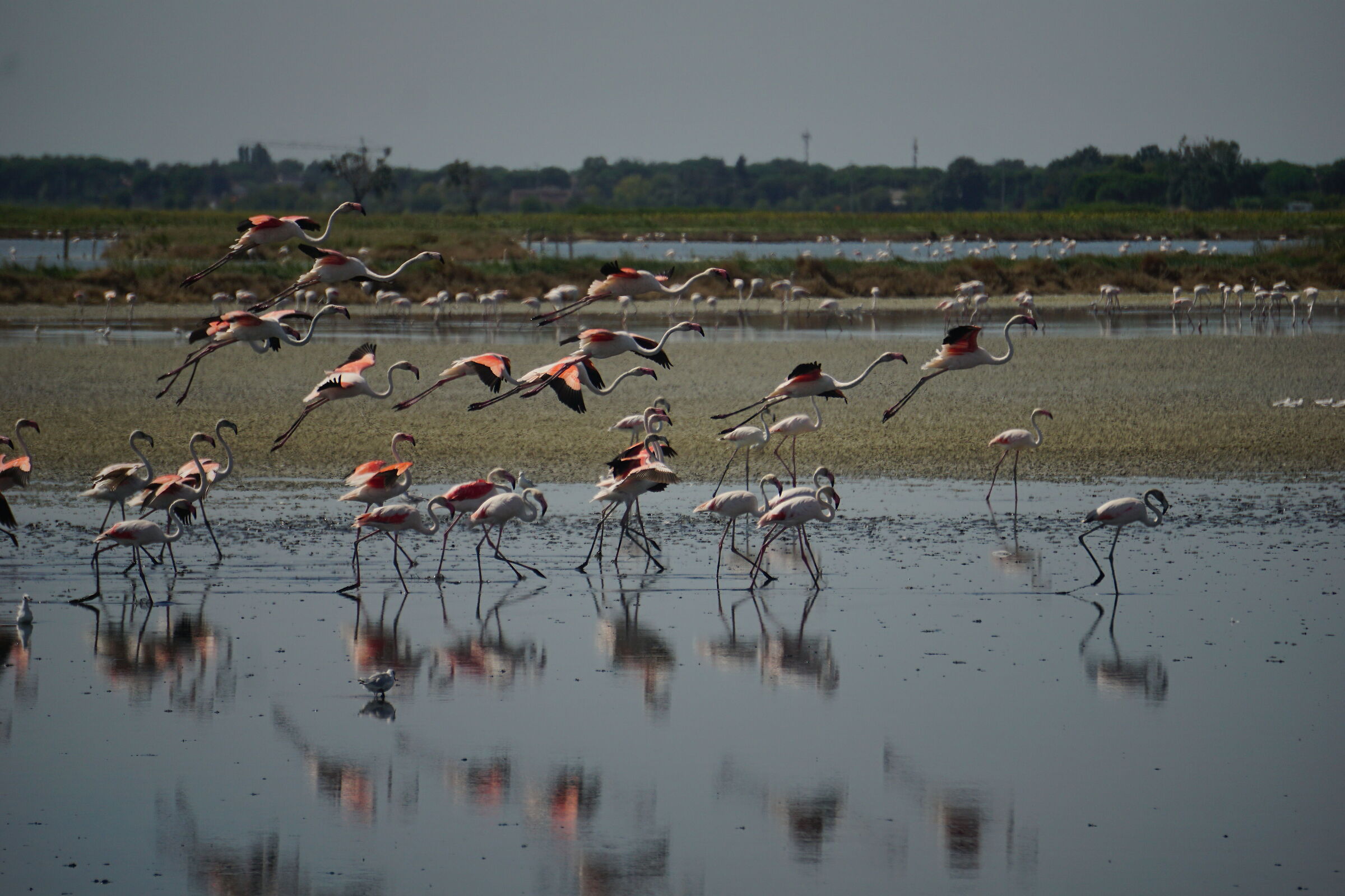 Salt pans of Cervia