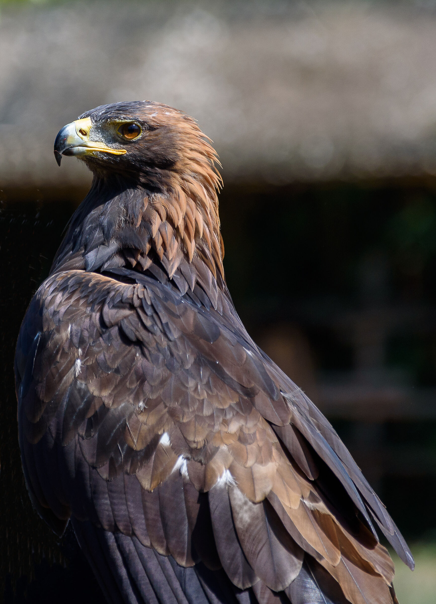 Orgogliosamente rapace