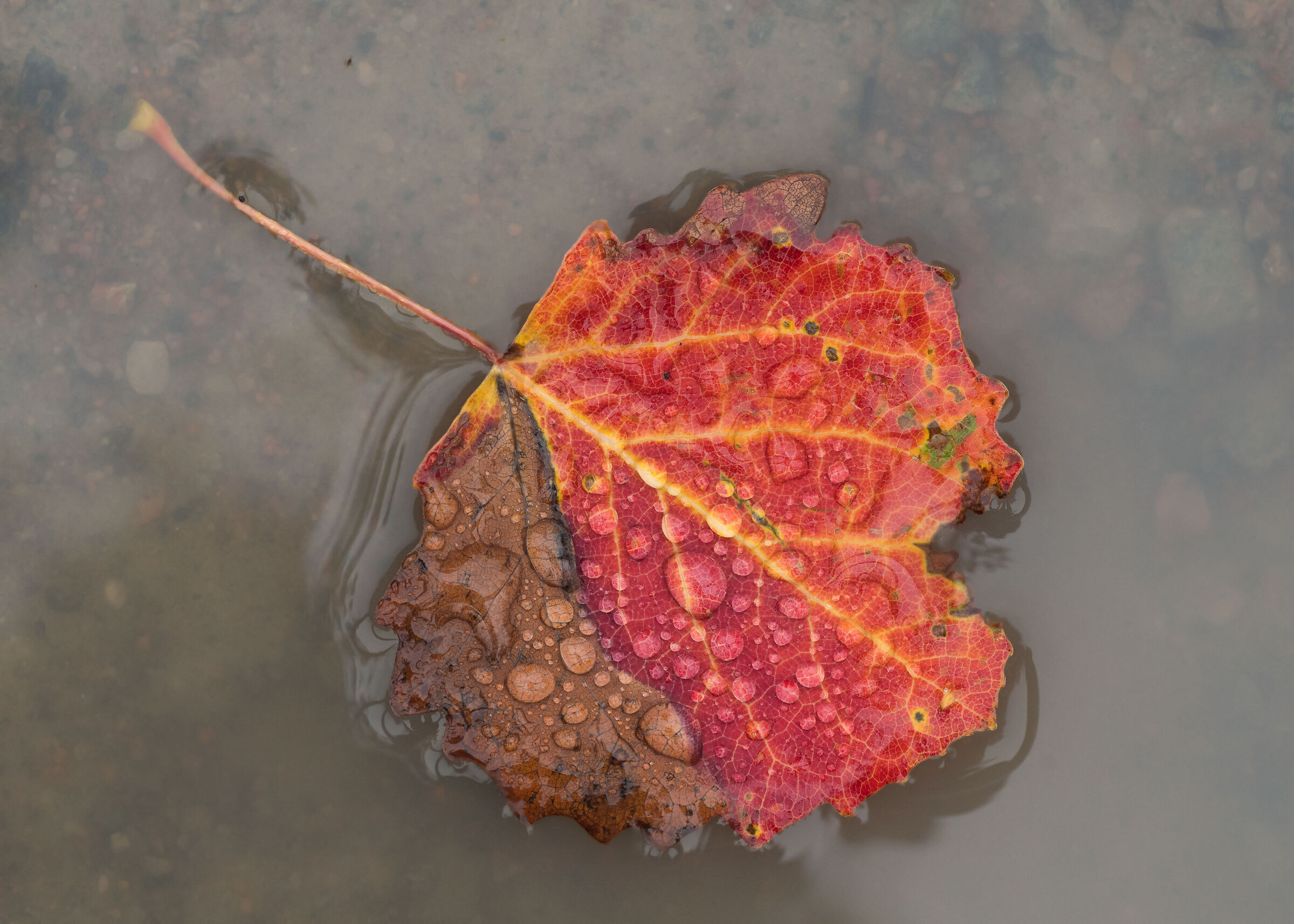 L'autunno sta arrivando in Svezia