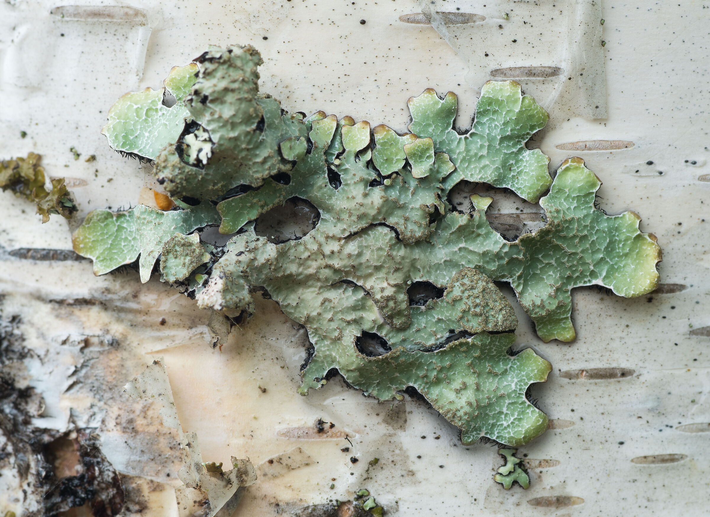 La bellezza del lichene