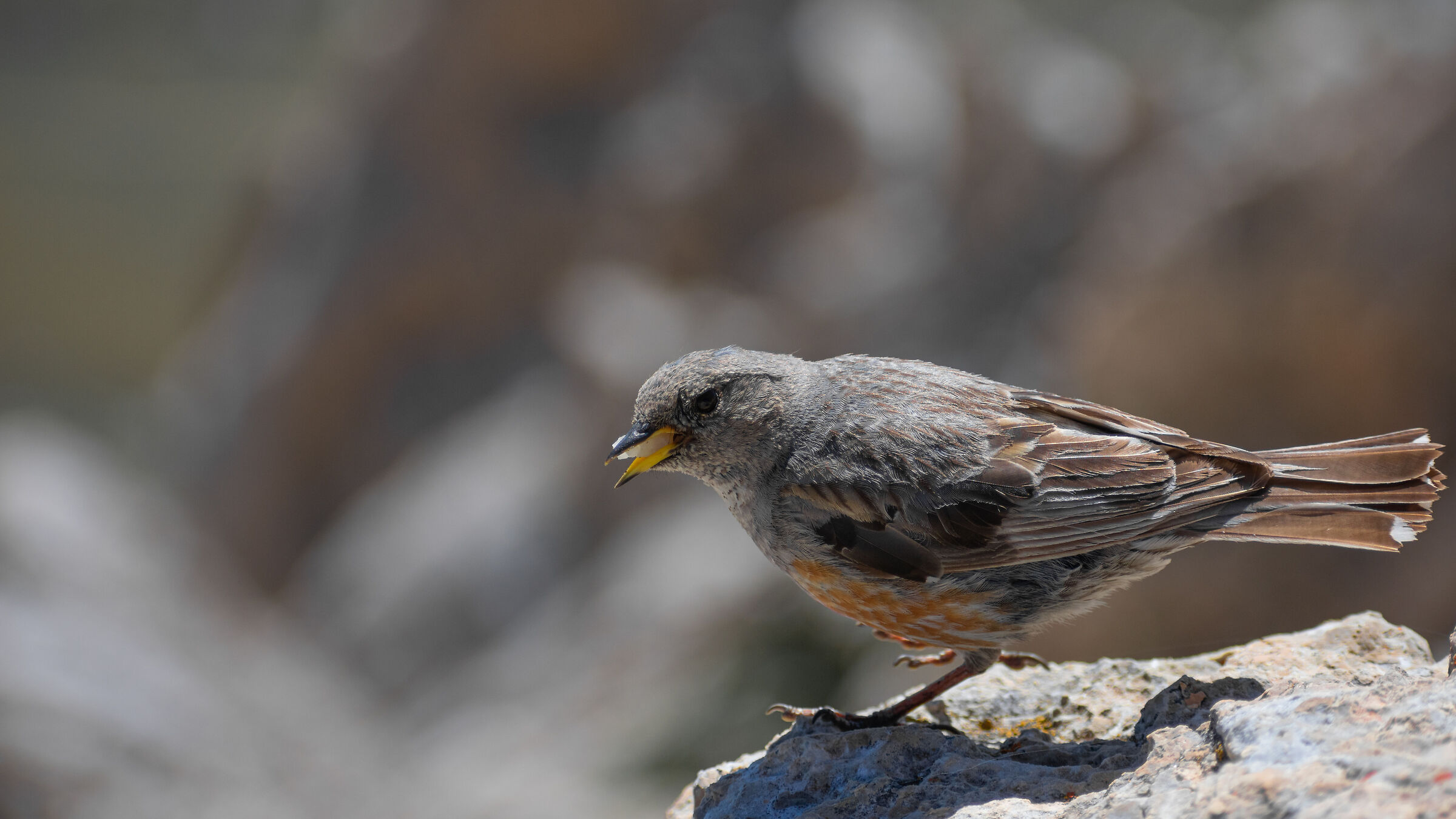 Alpine accentor