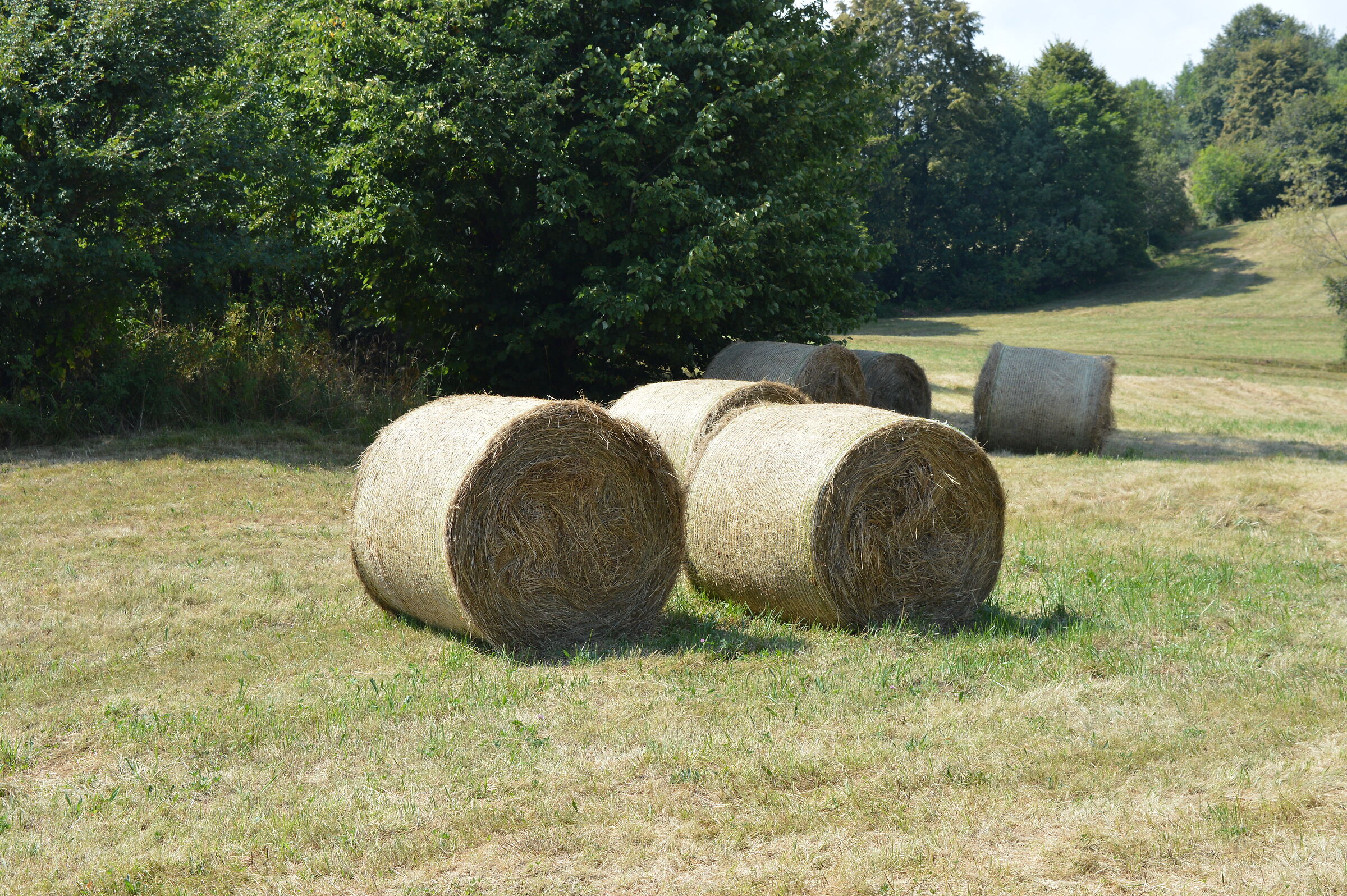They're all bales