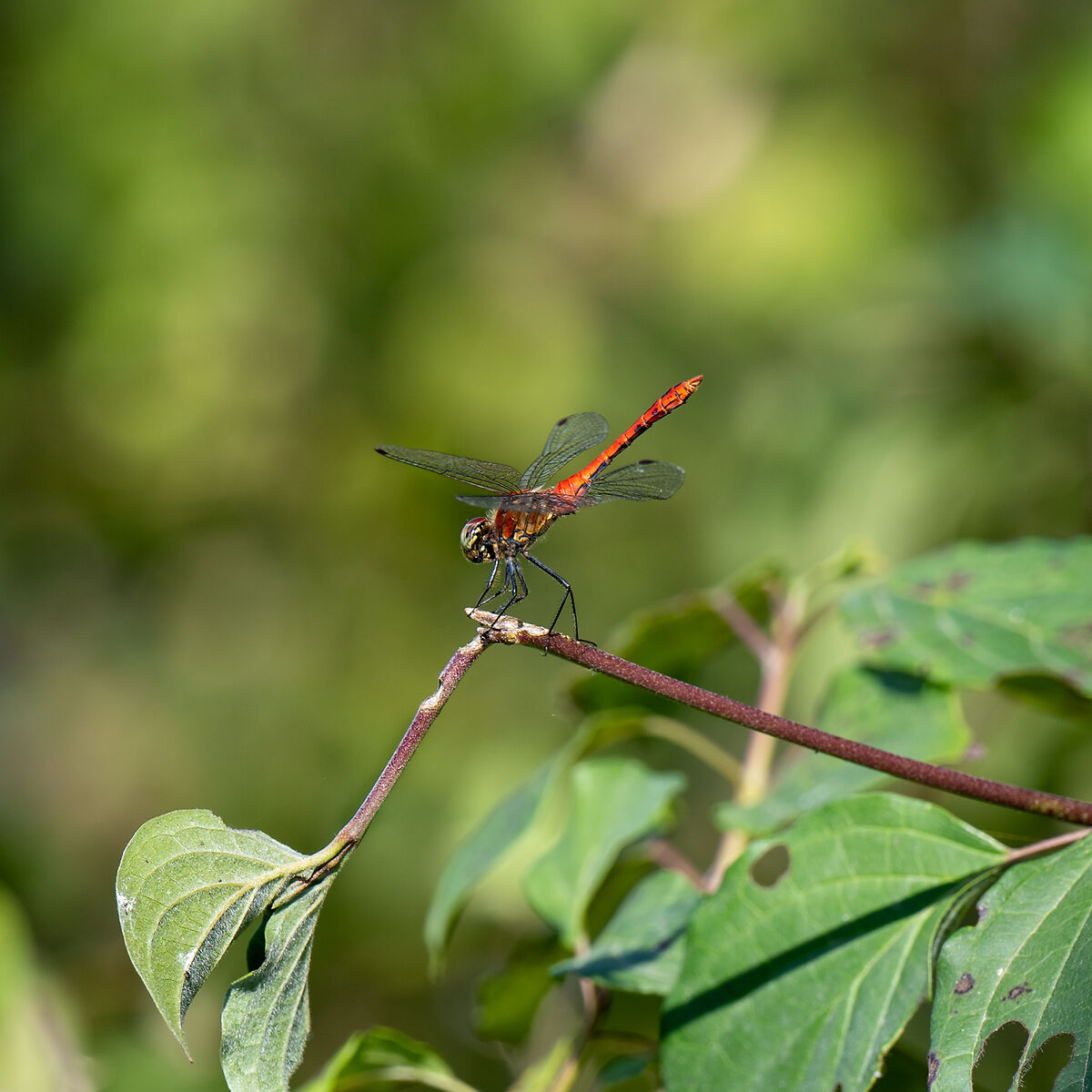 Dragonfly