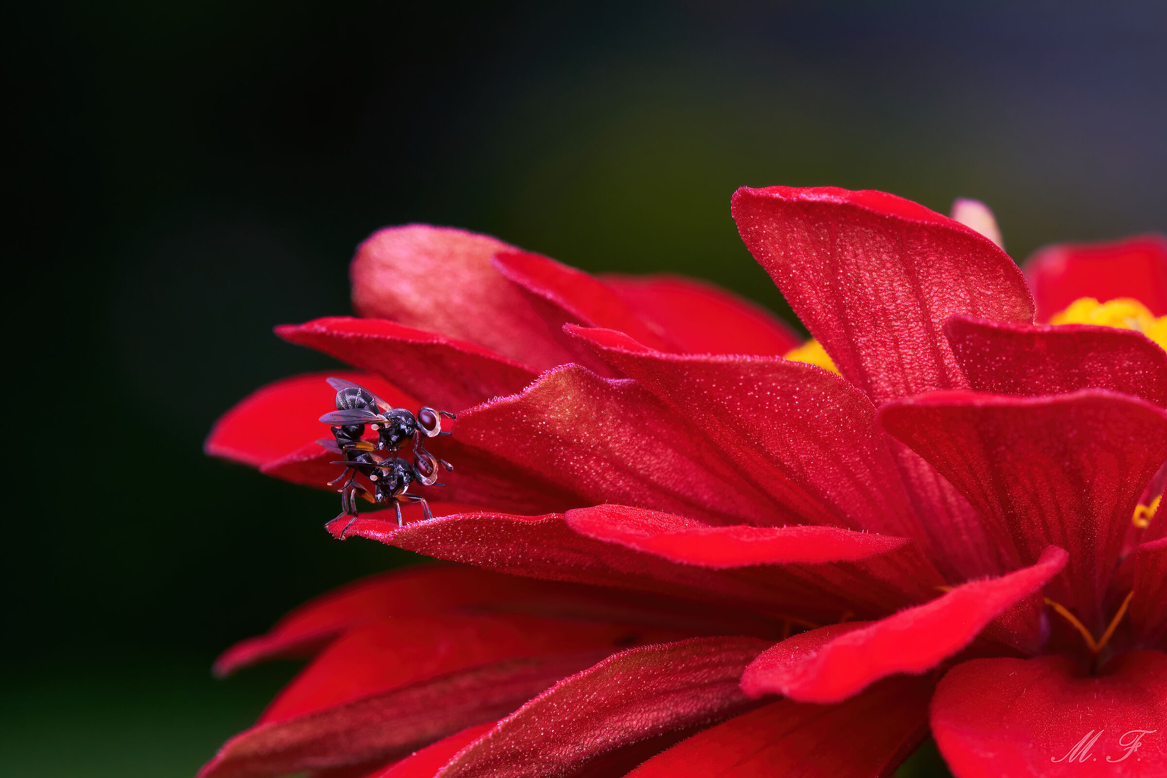 between the red