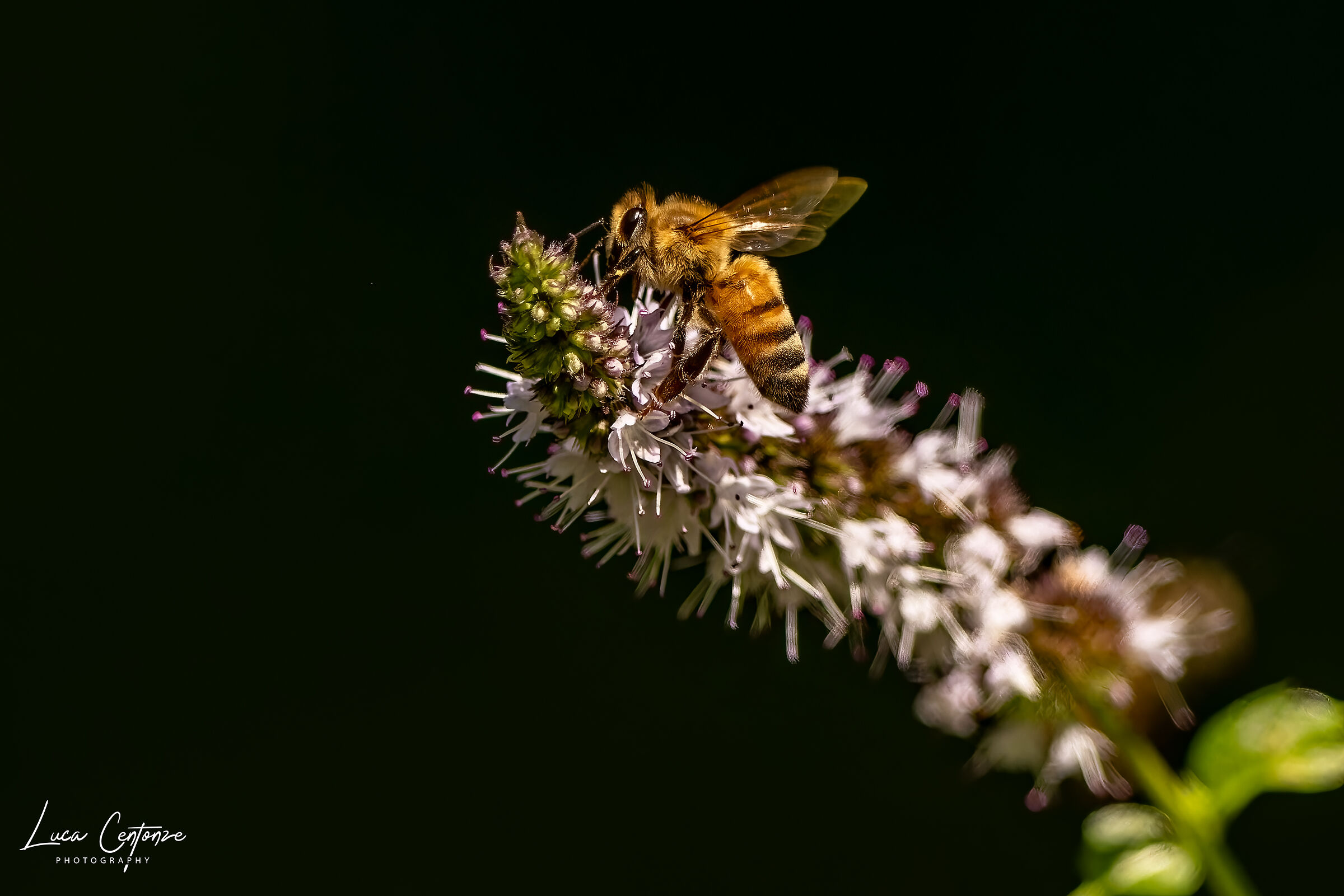 Bee on mint flower