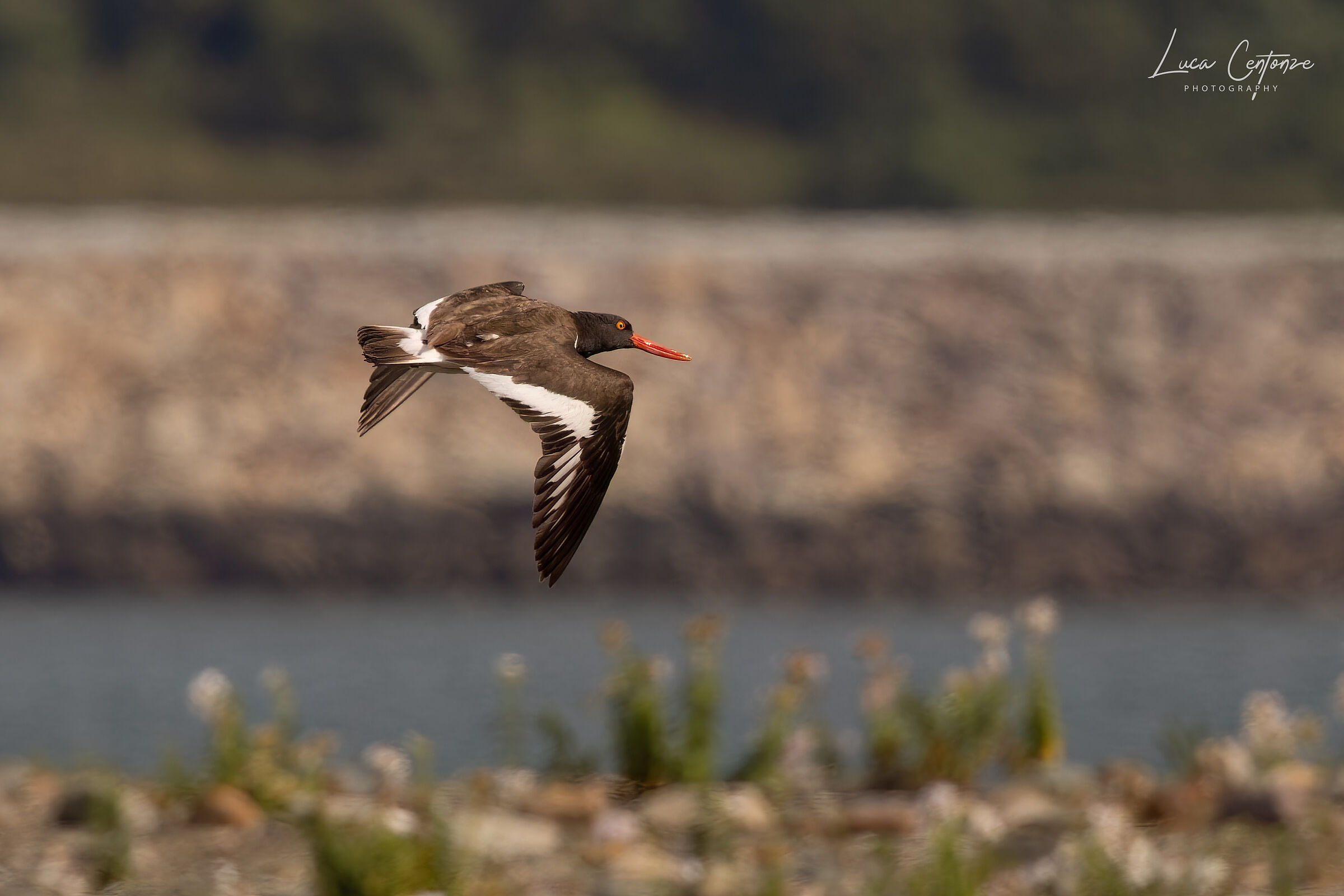 American Oystercatcher