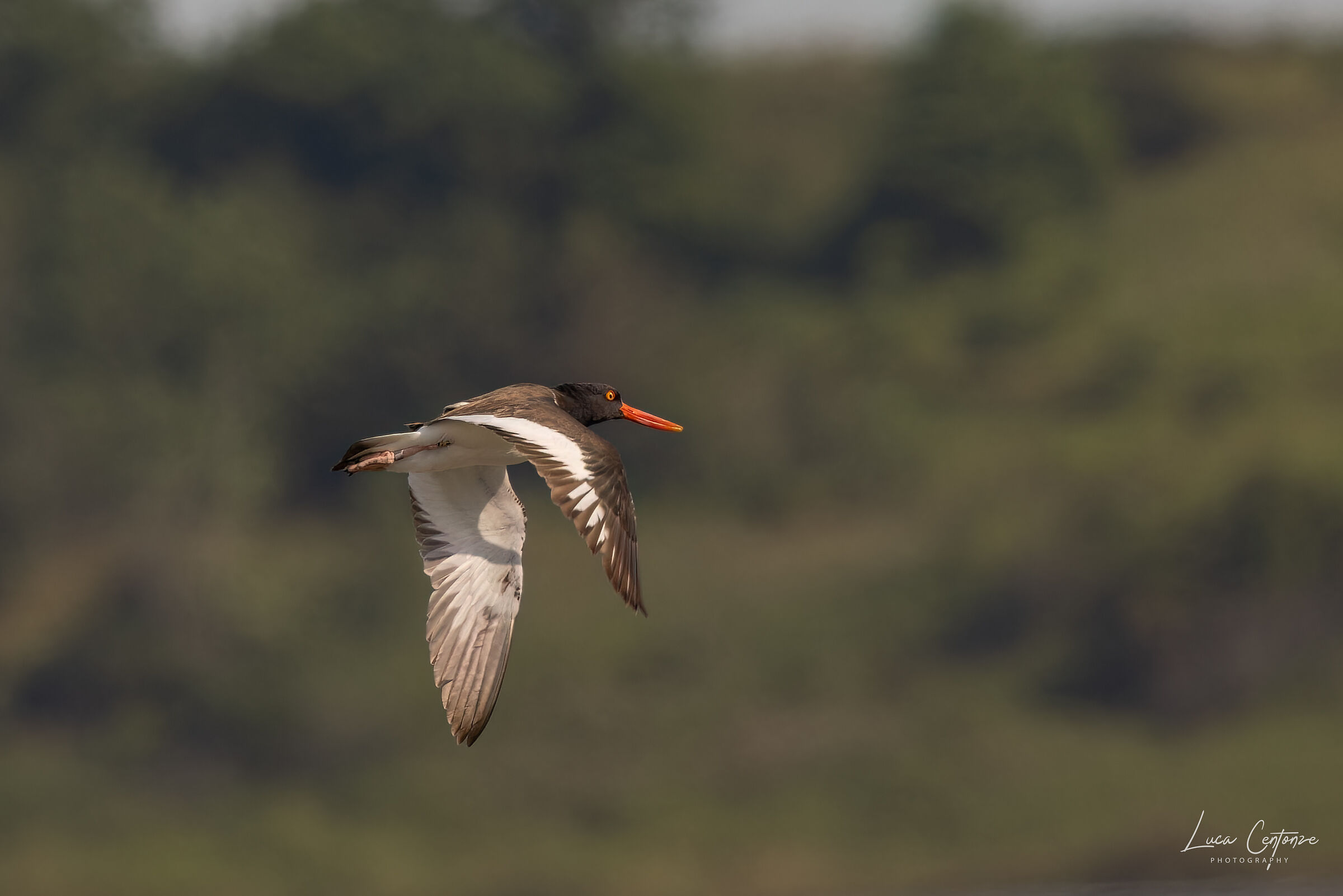 American Oystercatcher