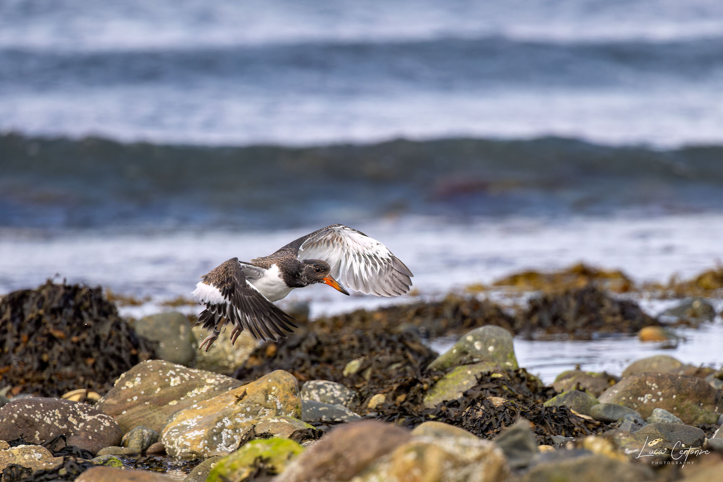 American Oystercatcher