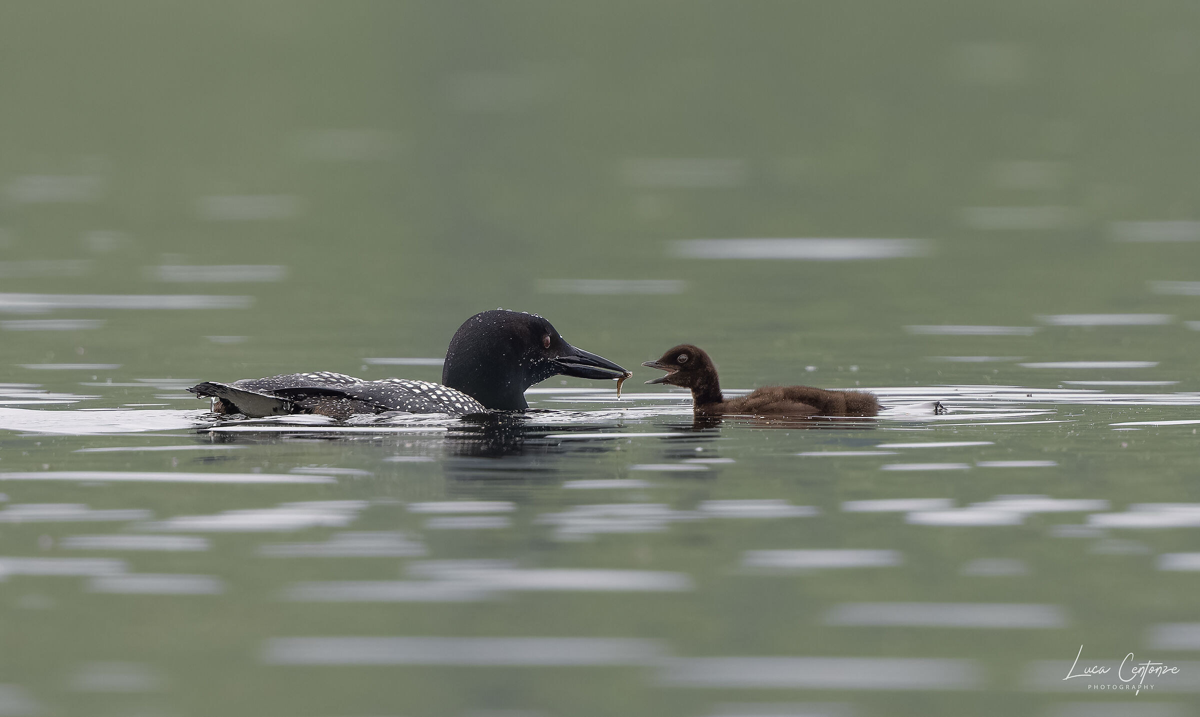 Common Loon (Gavia immer)