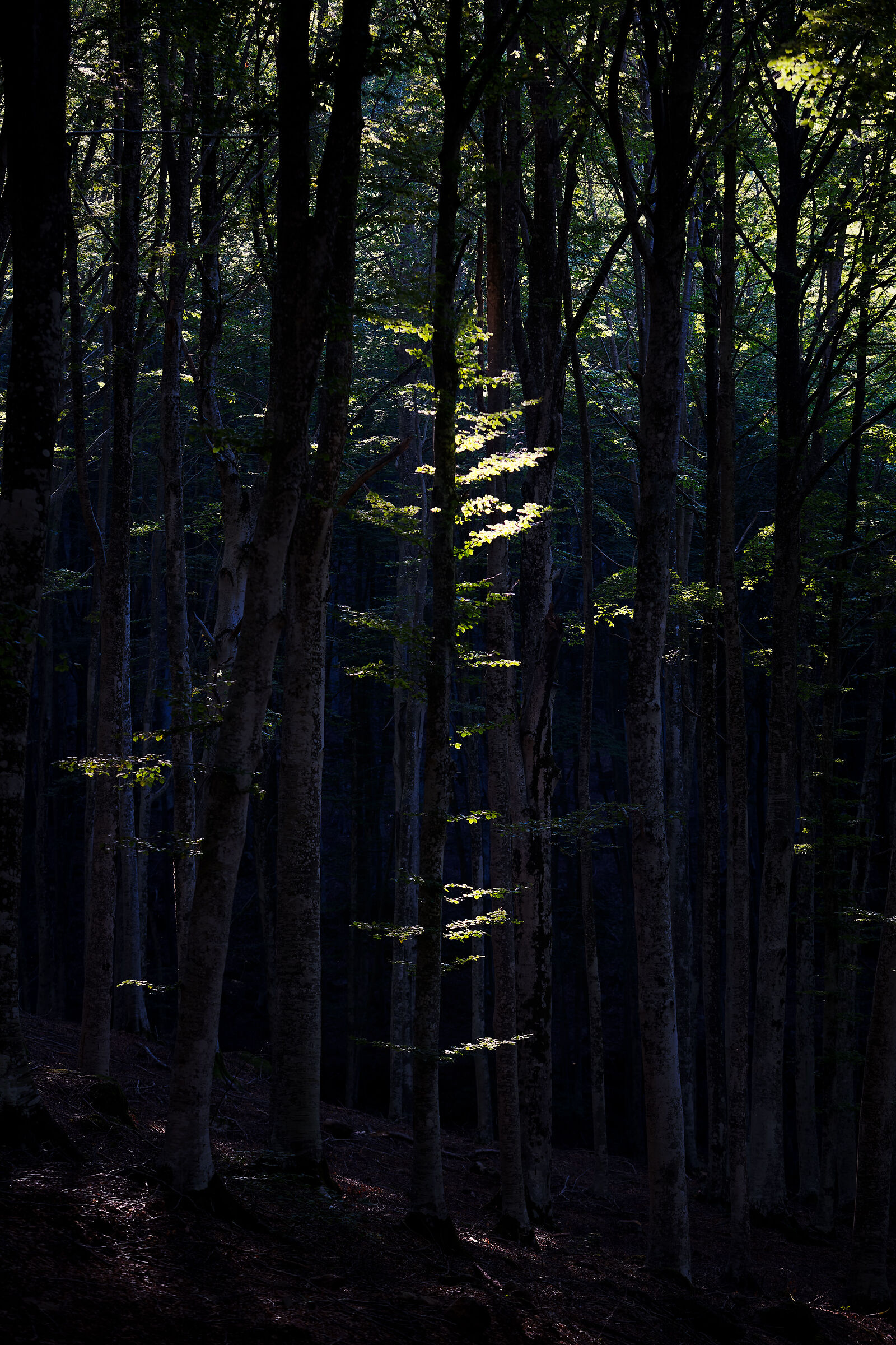 Untitled Photo