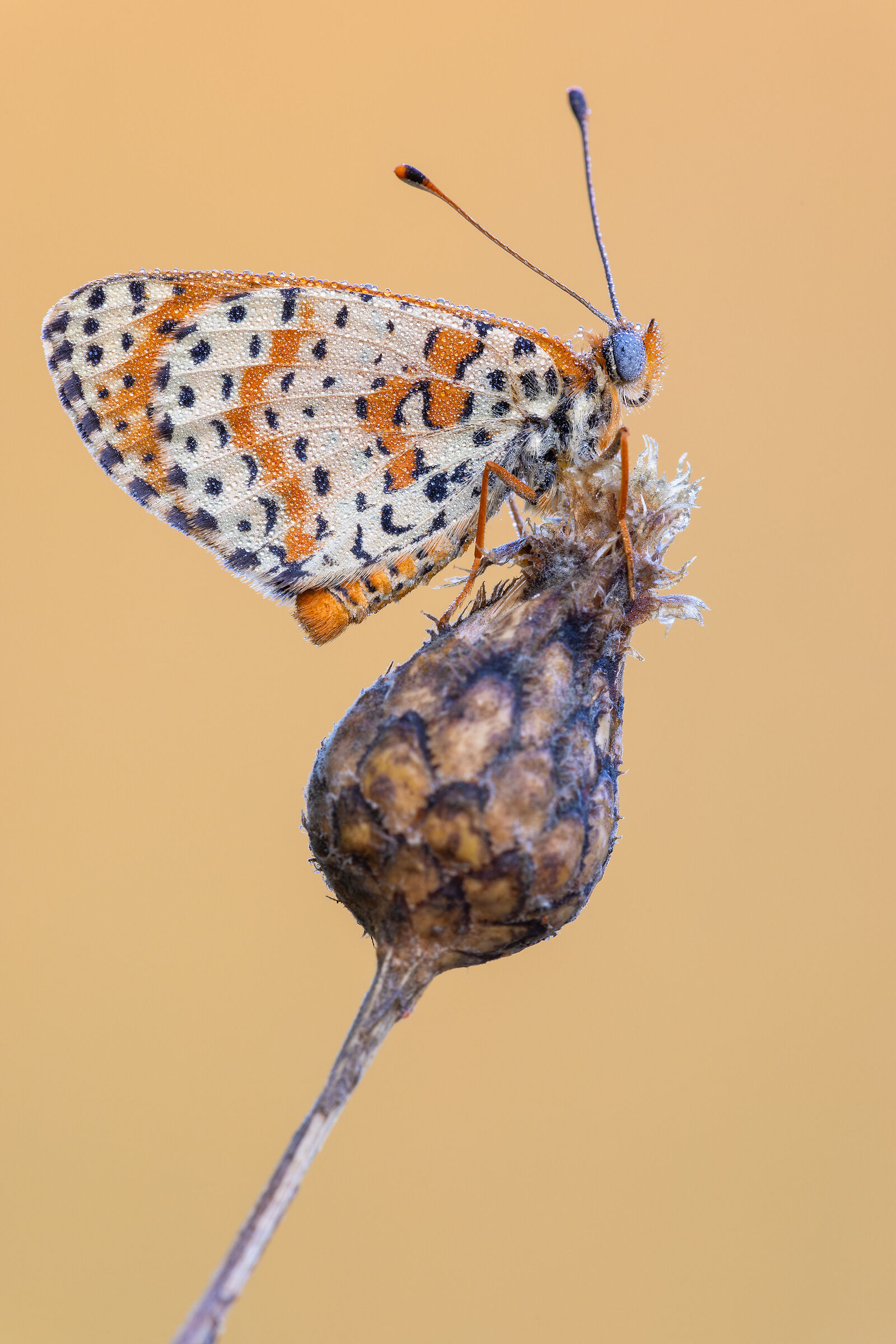 Melitaea didyma