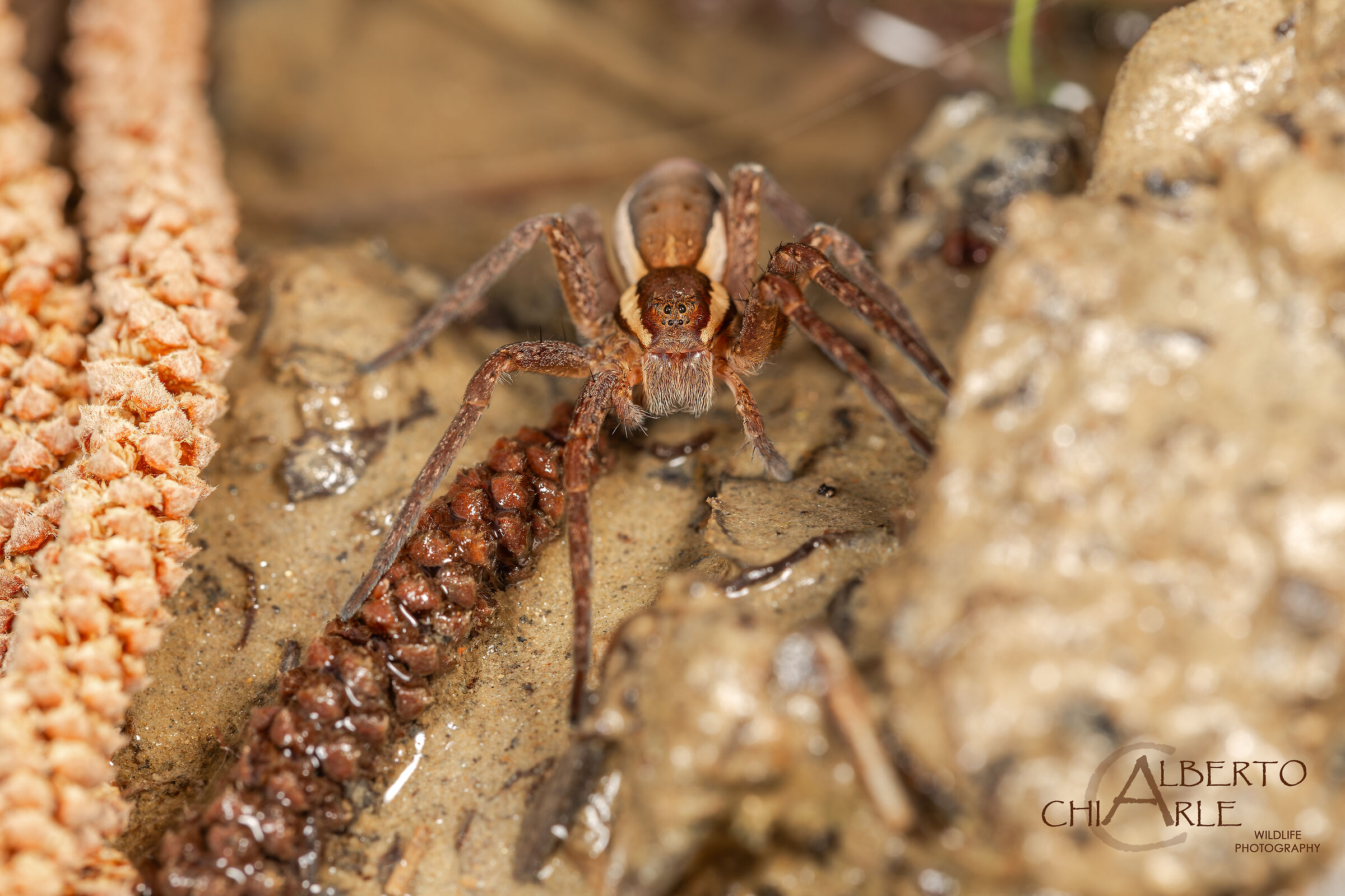 Dolomedes fimbriatus