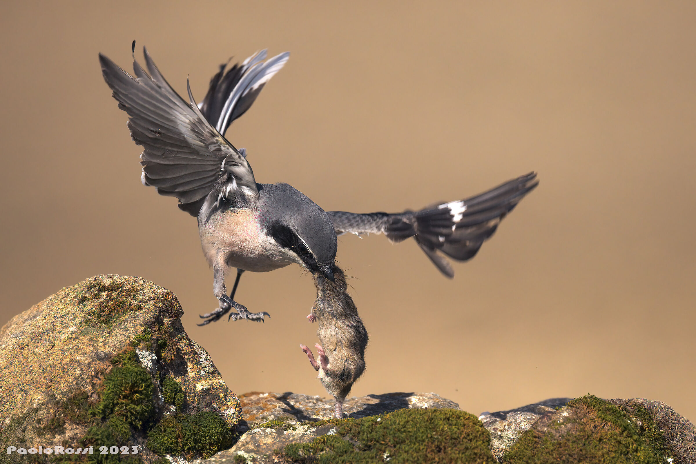 Averla meridionale con preda...