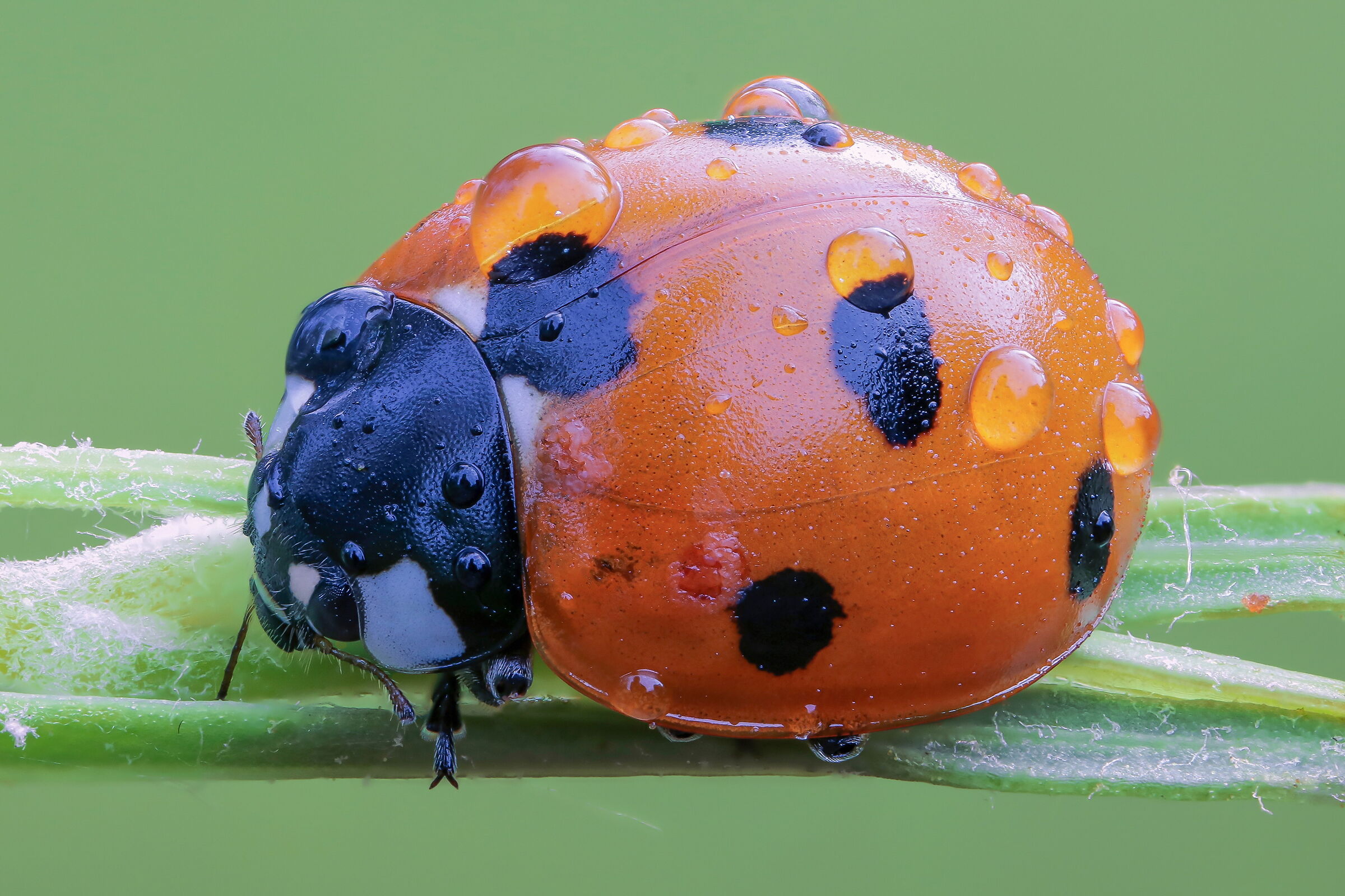 Coccinella septempunctata
