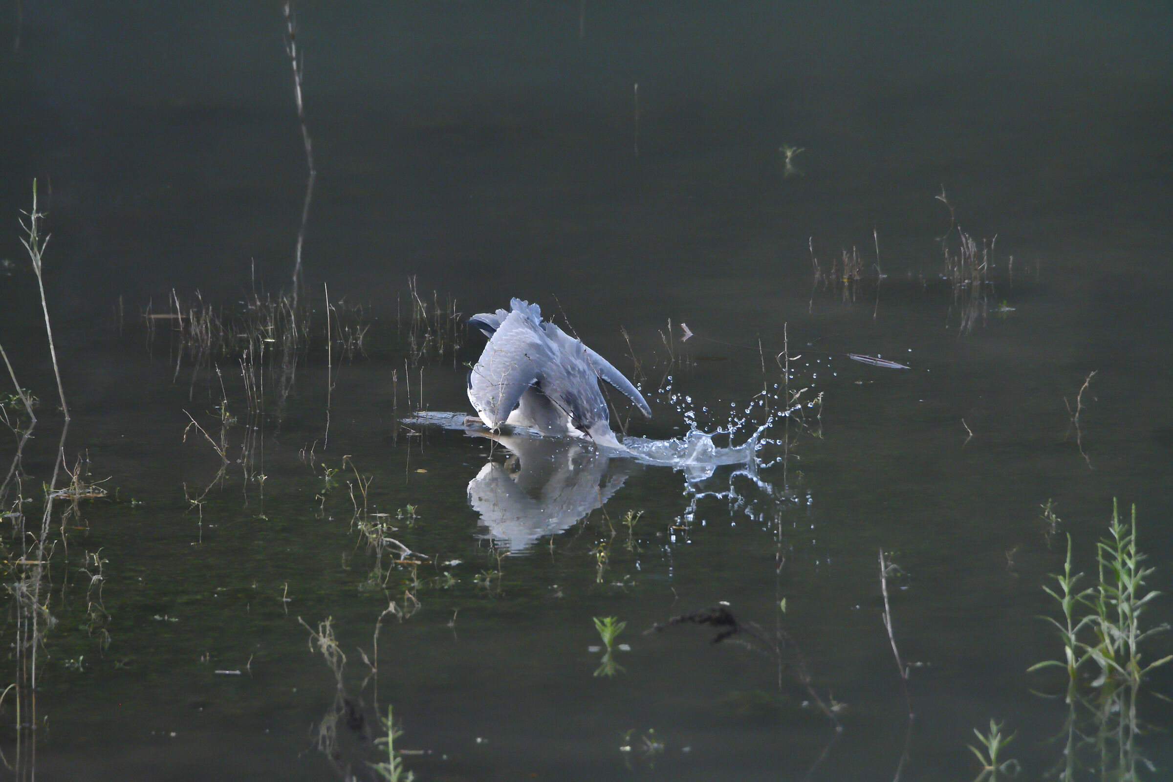 splash....