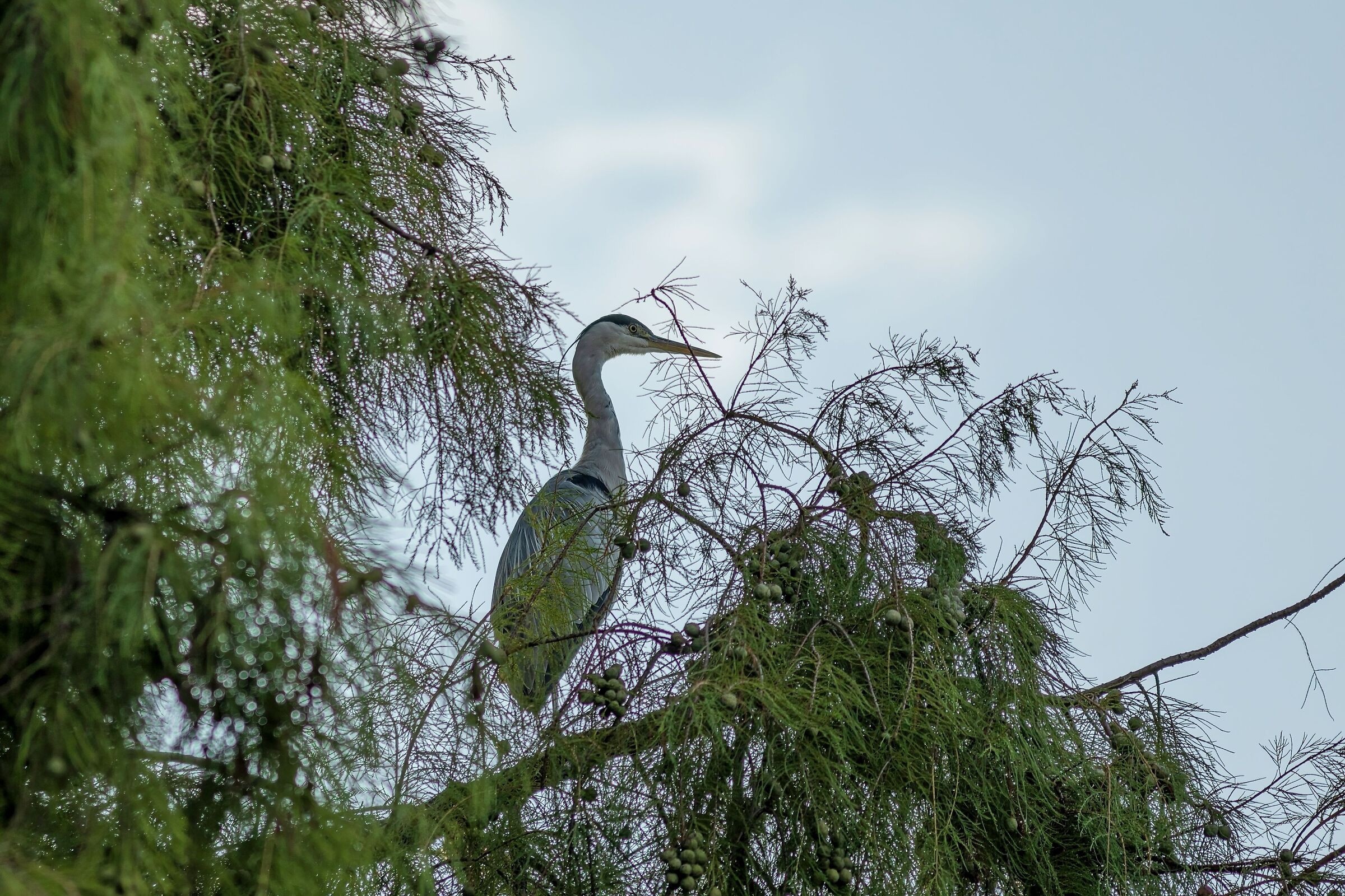 Airone cenerino, ore 7.37