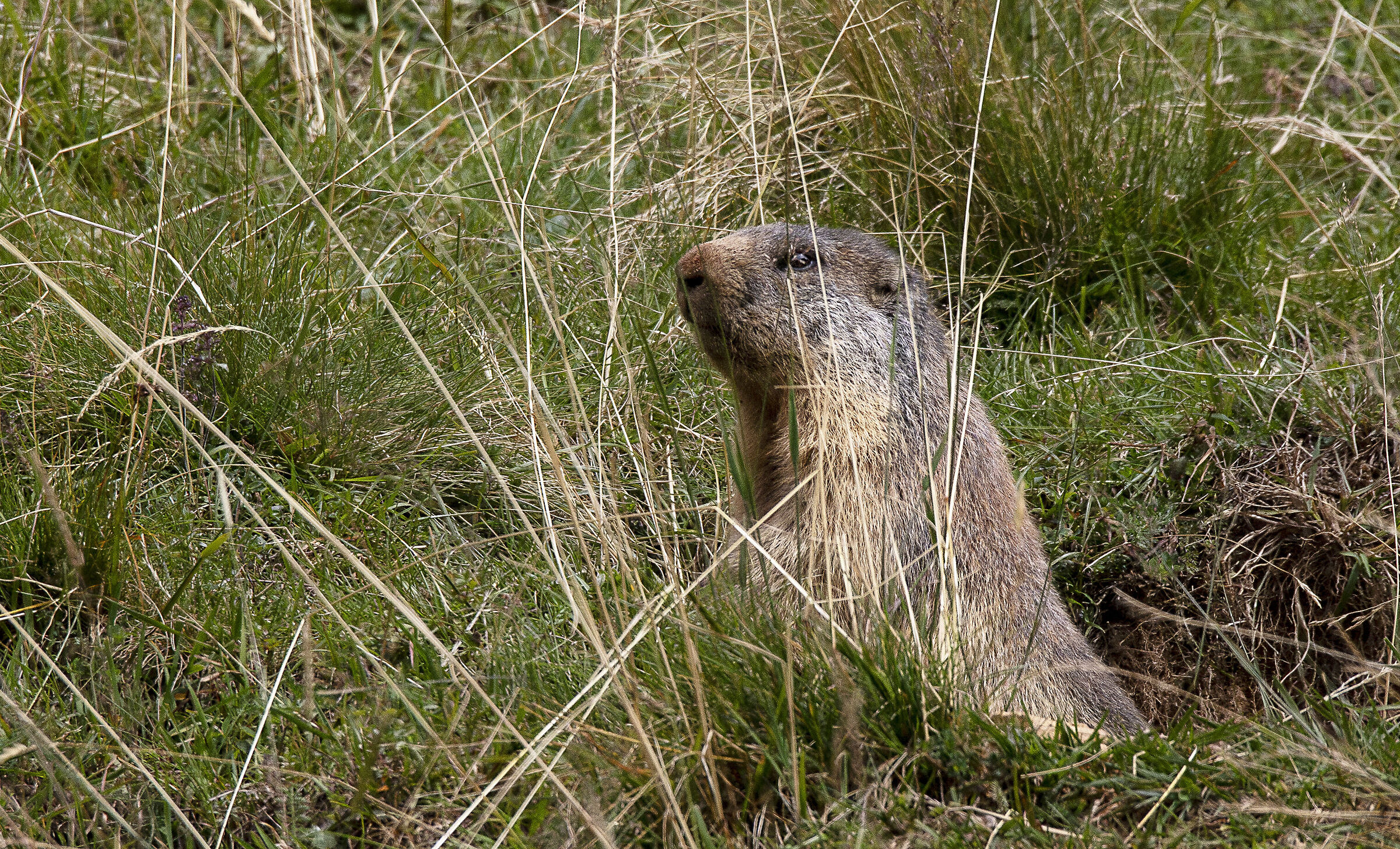 Marmotte di Pasevra3