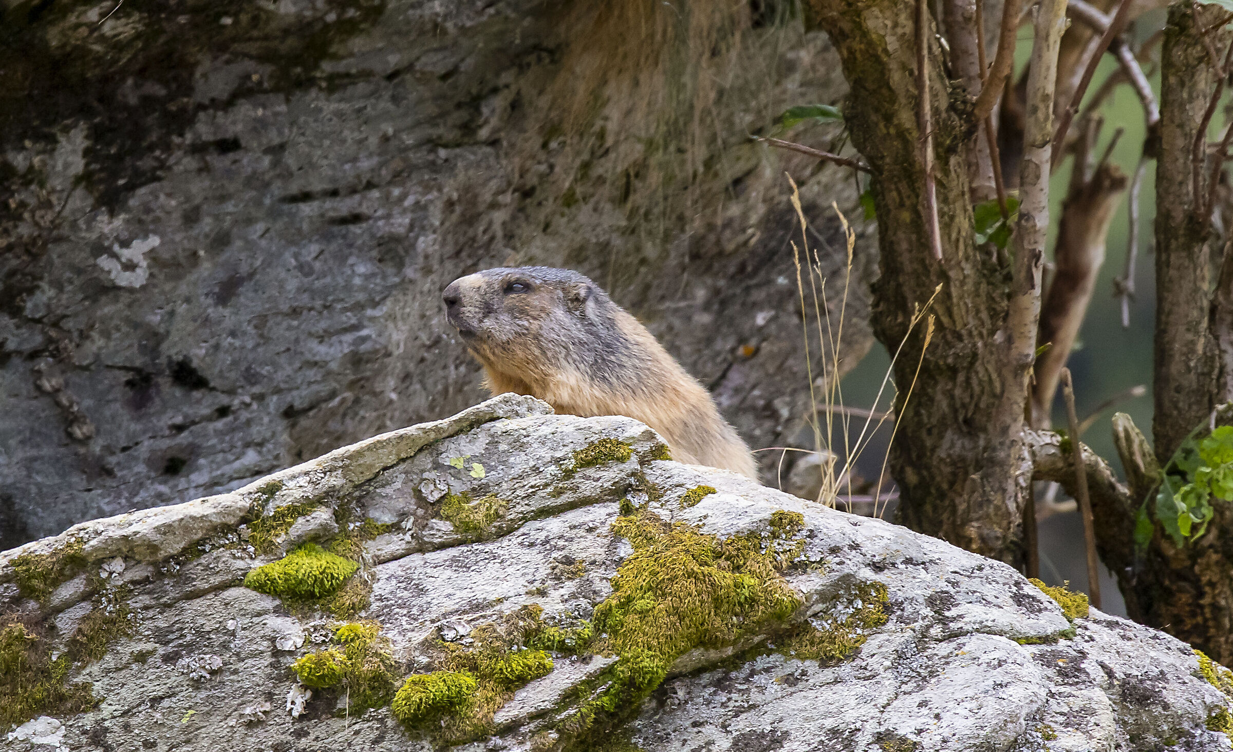 marmotte di Pasevra 5