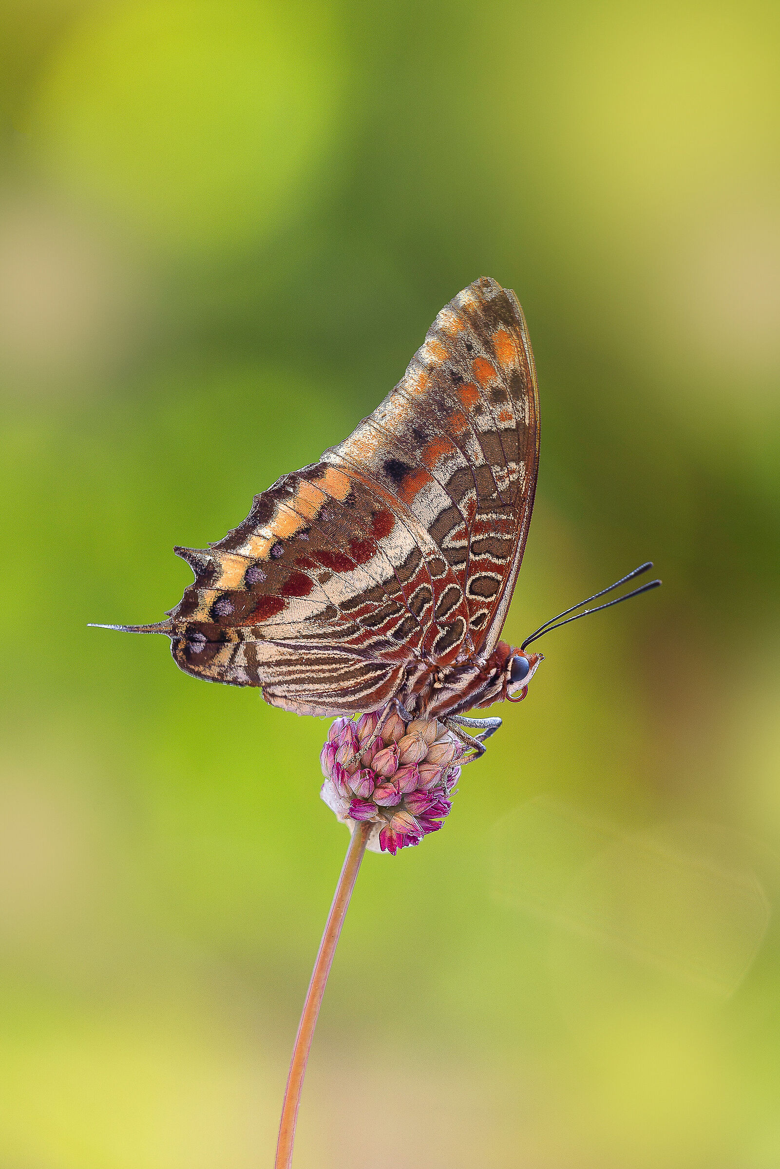 Ninfa del Corbezzolo
