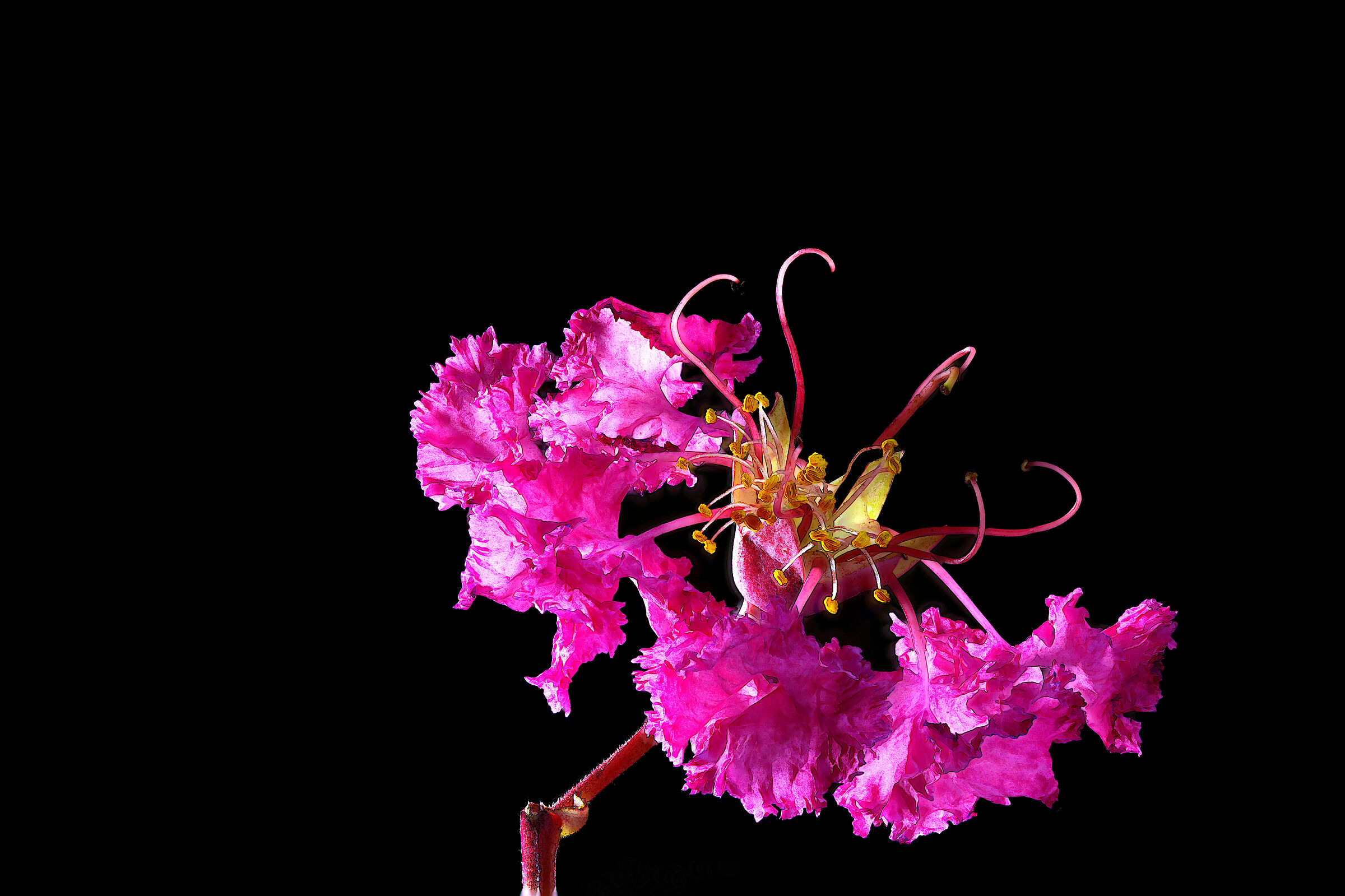 Fiore del Mirto crespo...